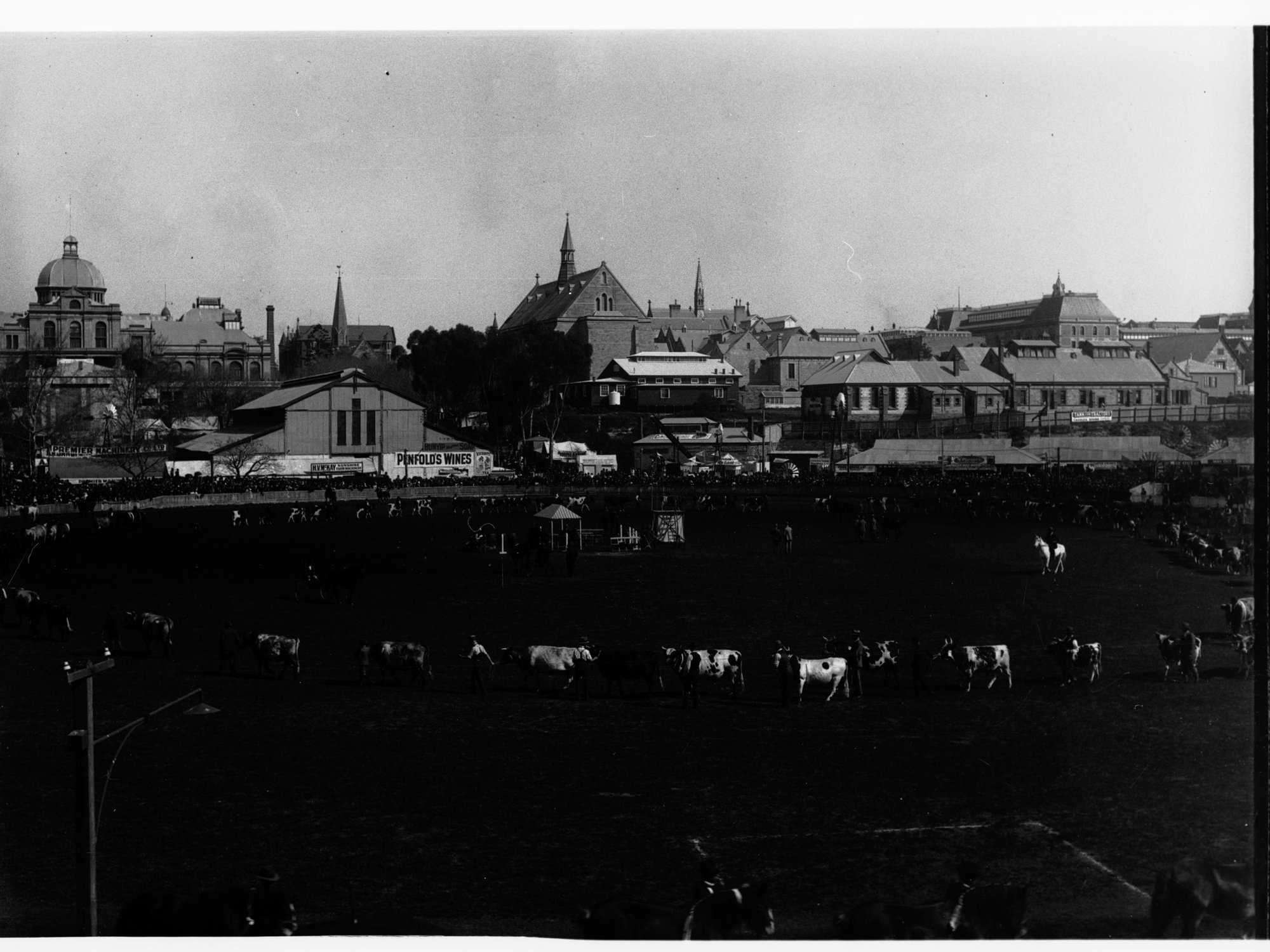 Live stock being exhibited for the Grand Parade at the Royal Adelaide Show