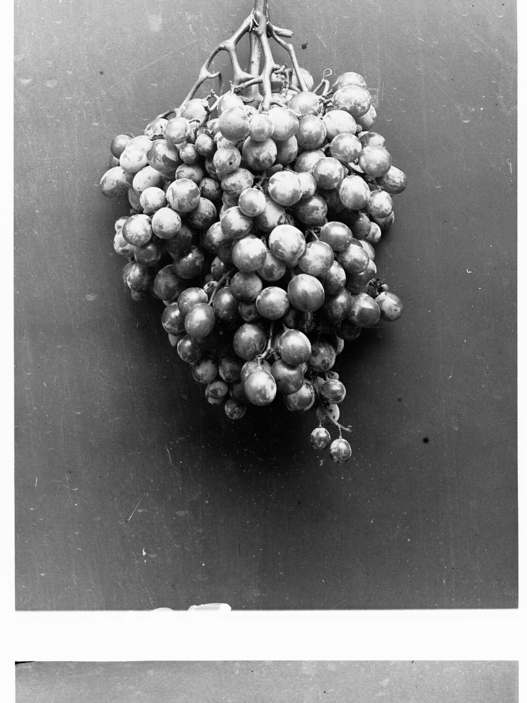 Bunch of grapes