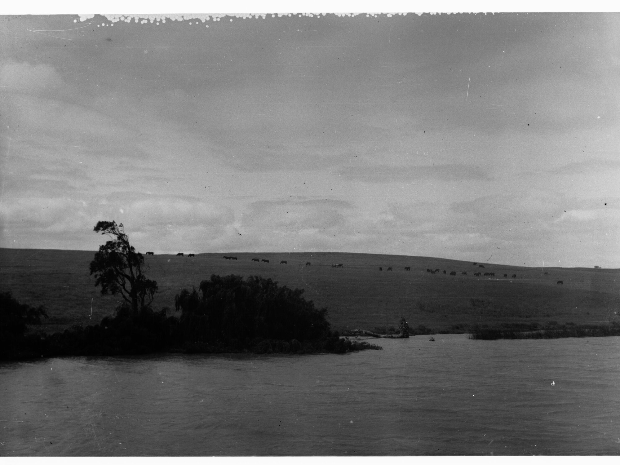 Horses near Tailem Bend