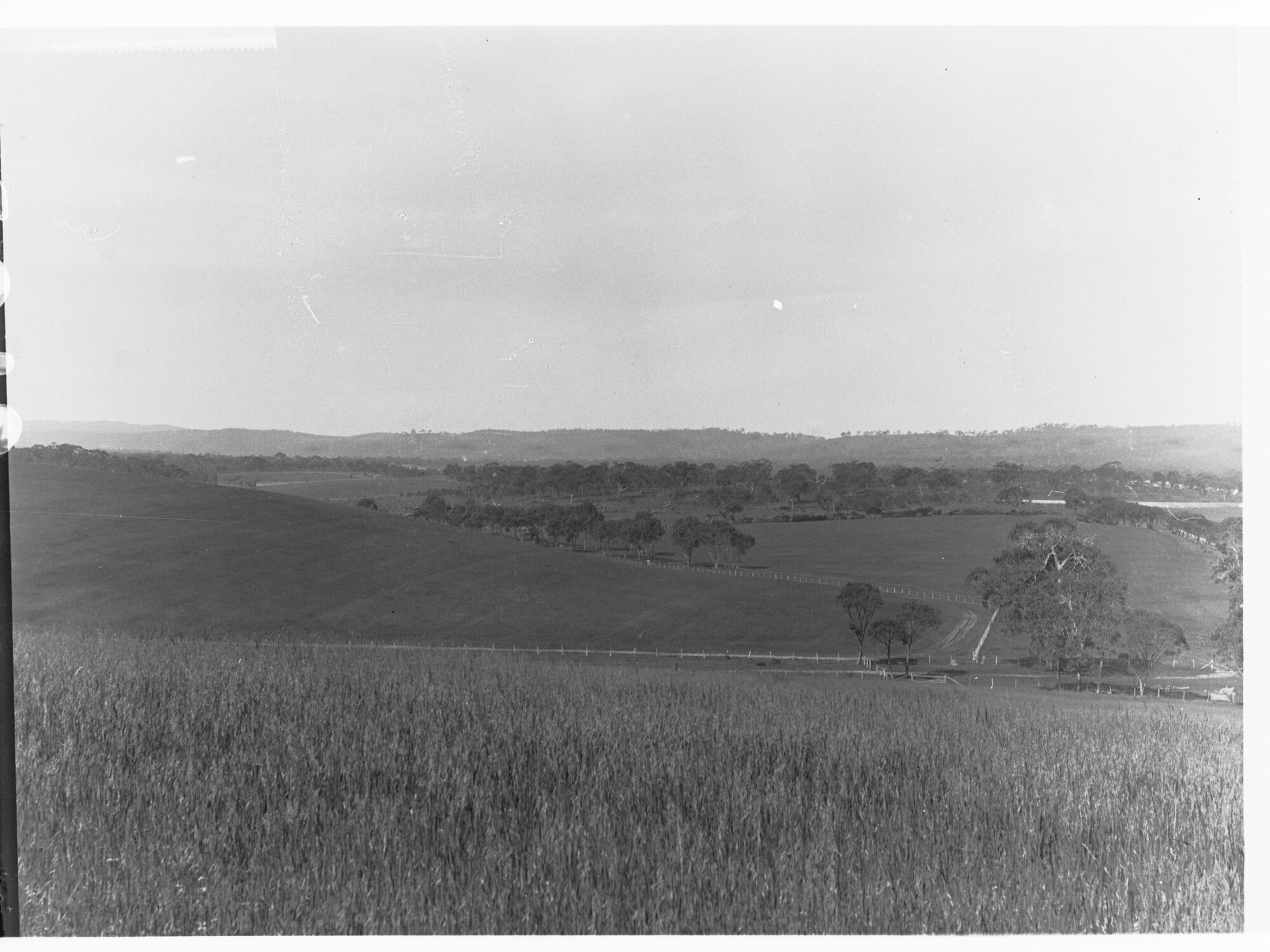 Rural view of Happy Valley - trees and fences