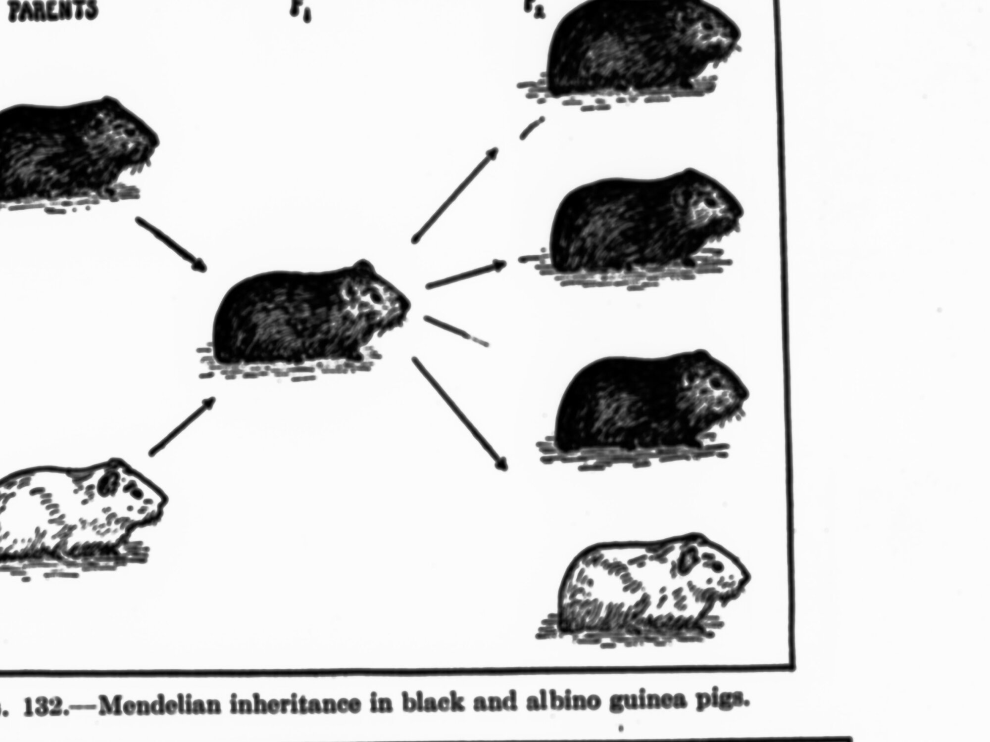 Mendelian inheritance in black and white albino guinea pigs