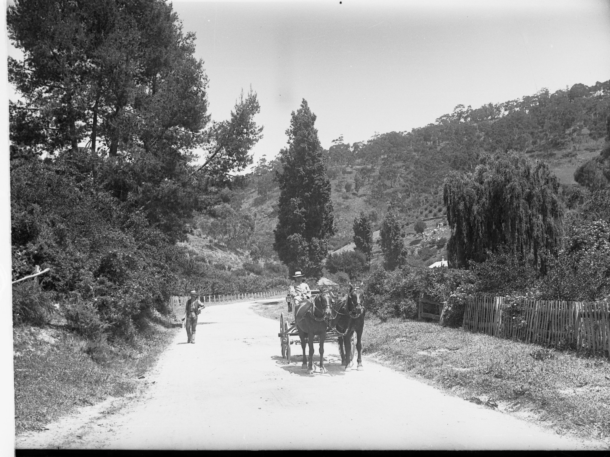 Orchards 