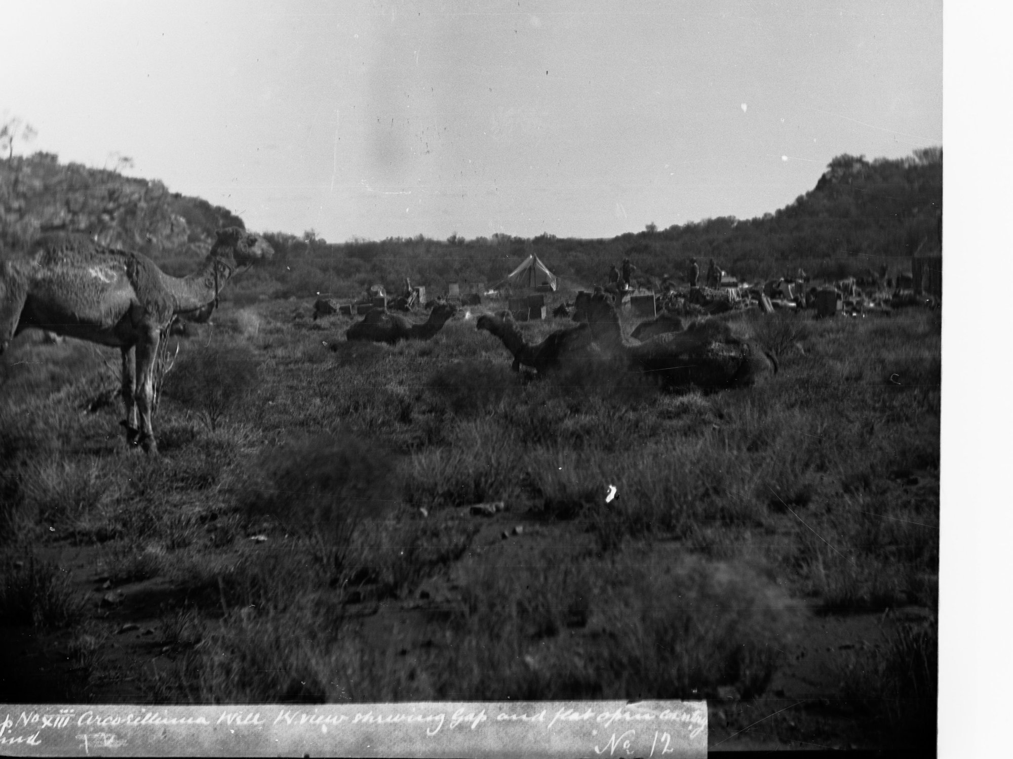 Explorers Camp Elder Expedition Showing Camels