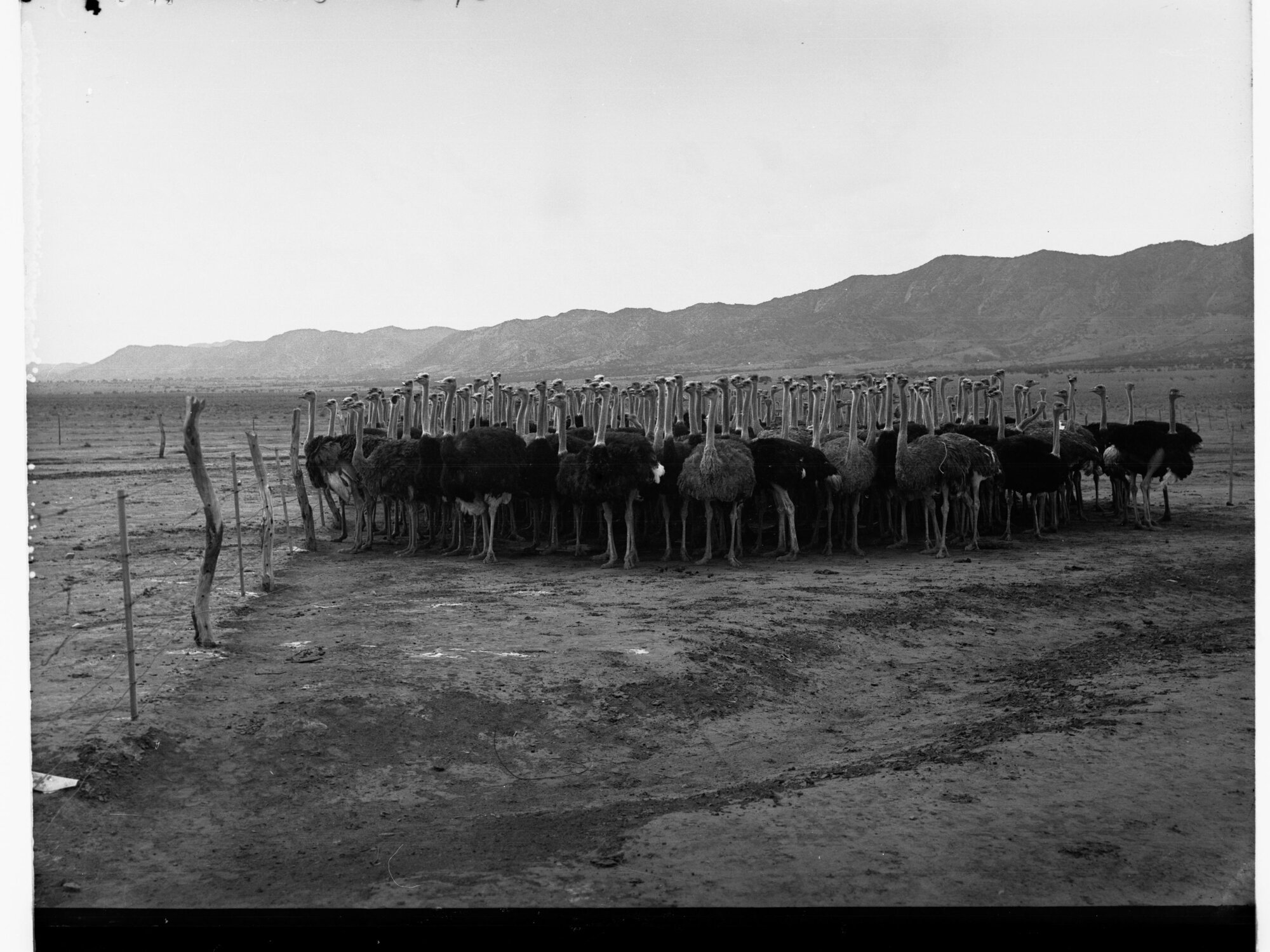 Ostriches on Farm at Port Augusta