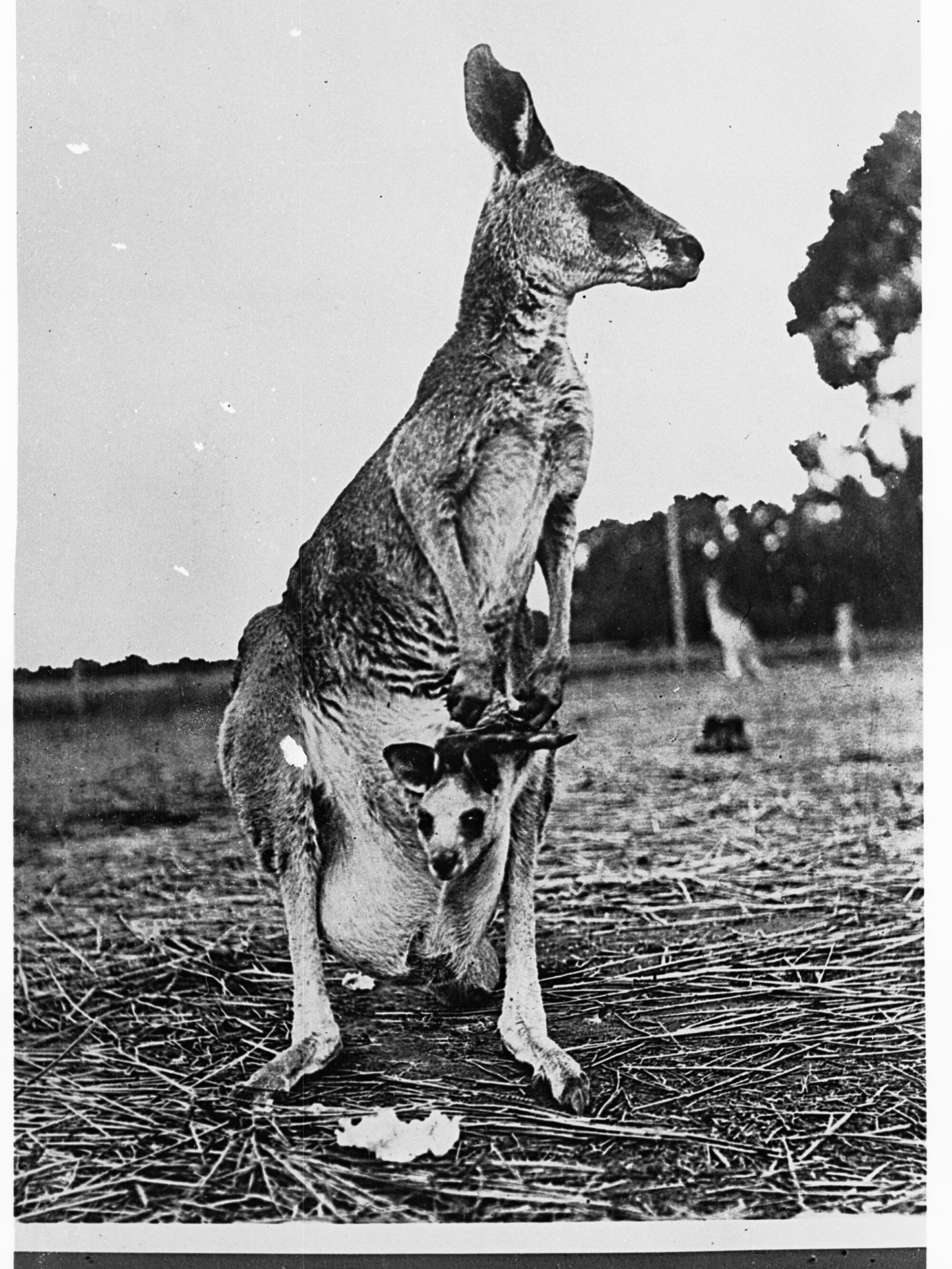 Kangaroo with a Joey in its pouch