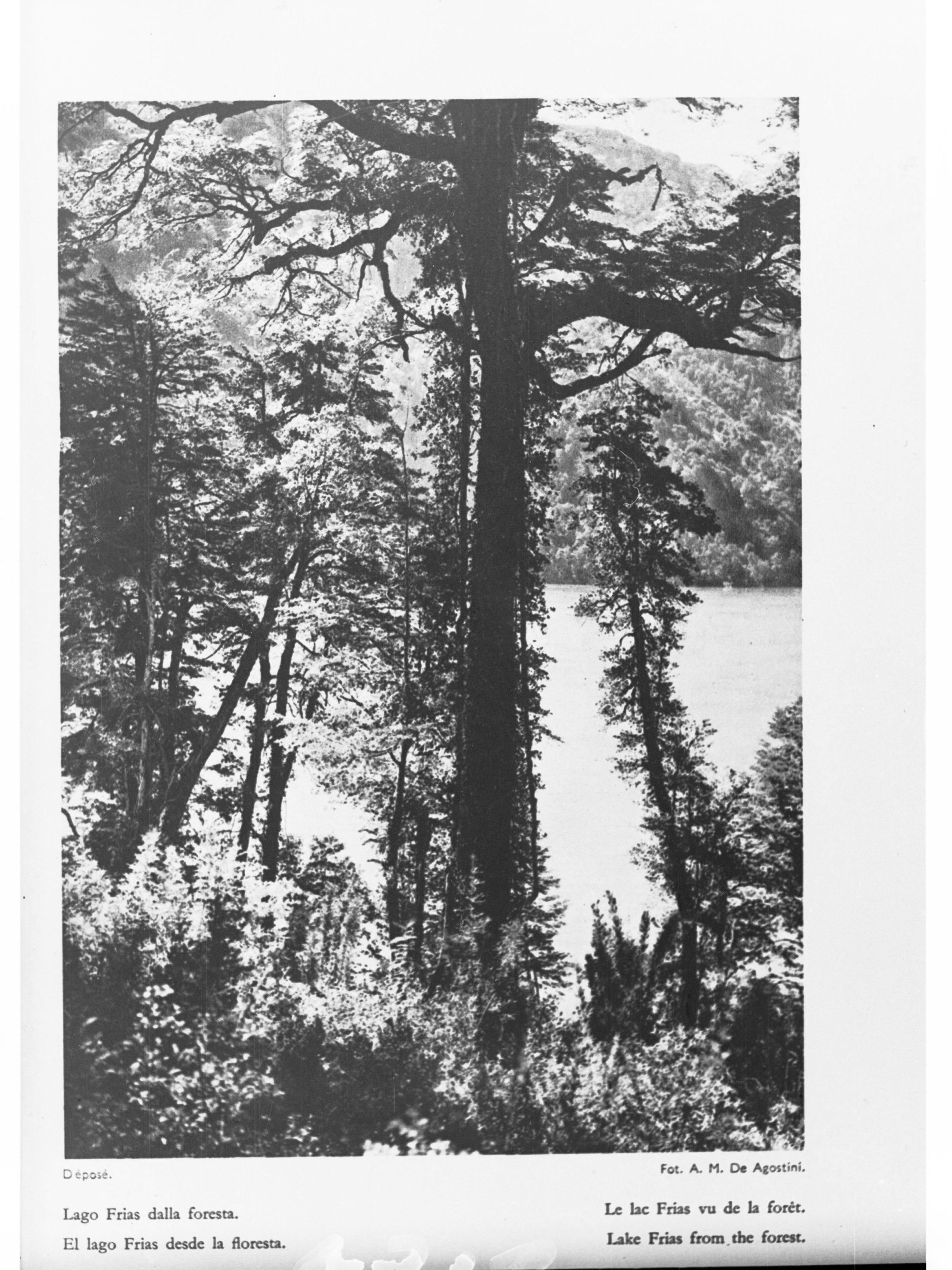 Forest in South America