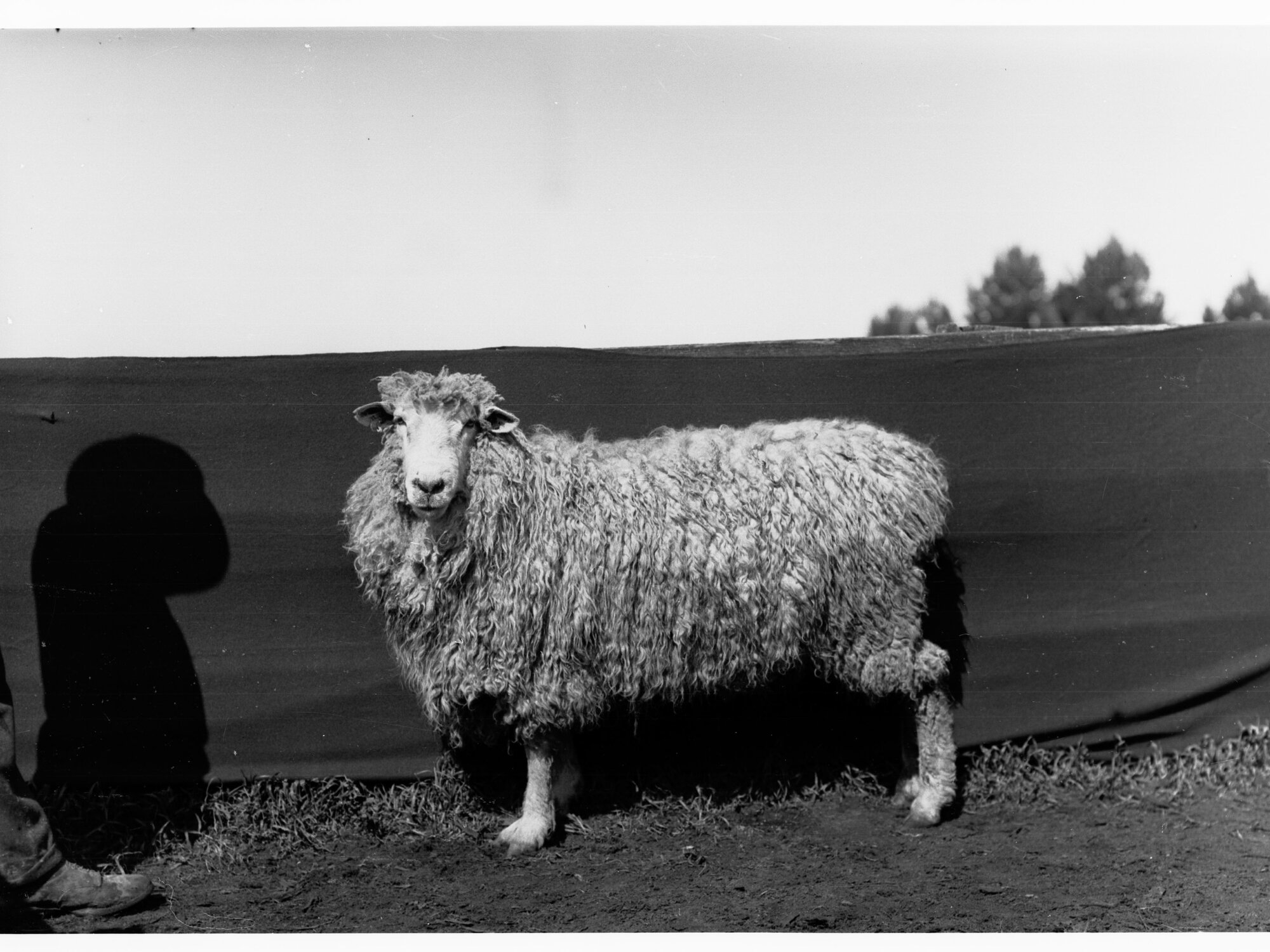 Sheep at Roseworthy