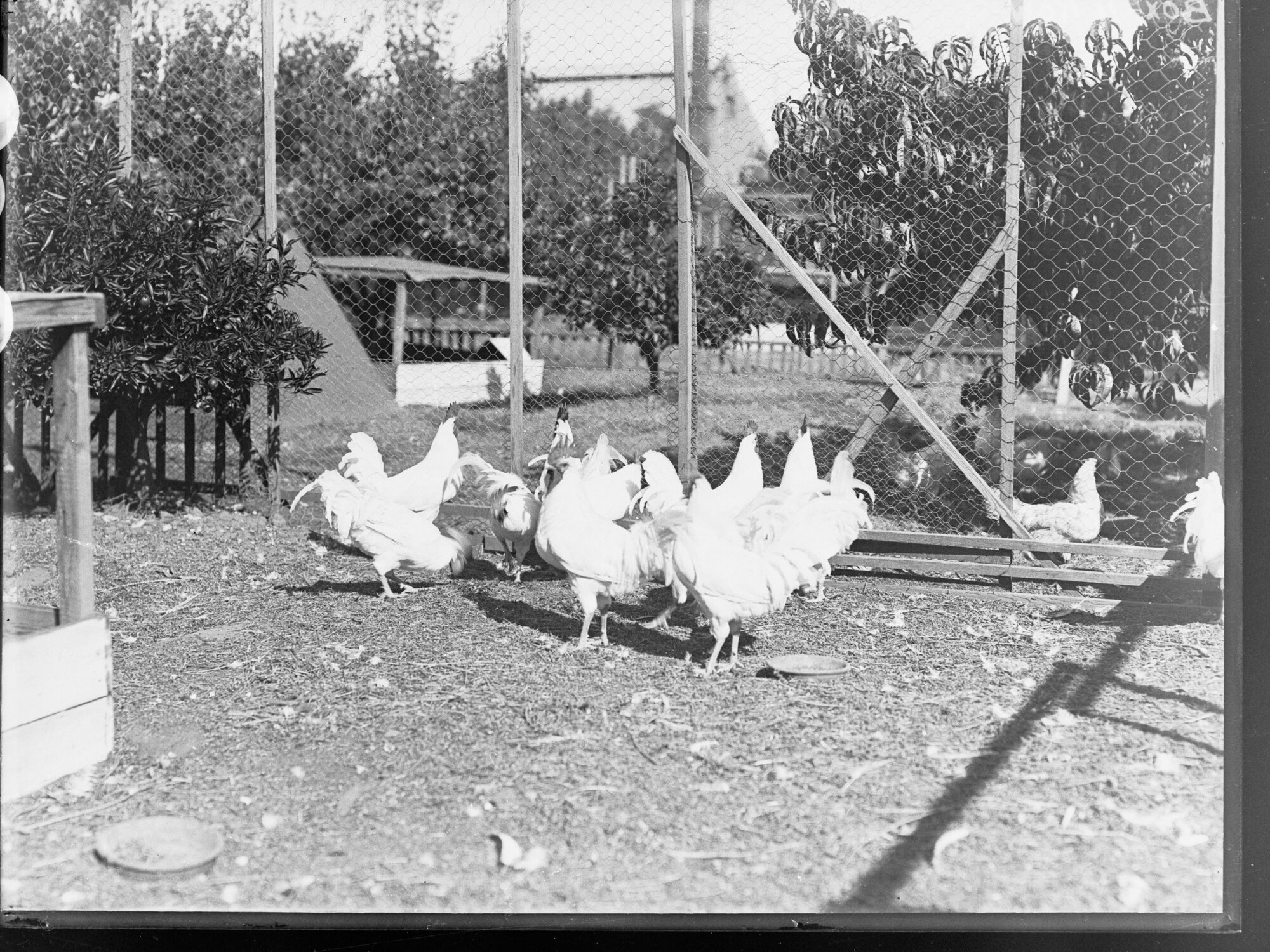 Chickens housed in coops