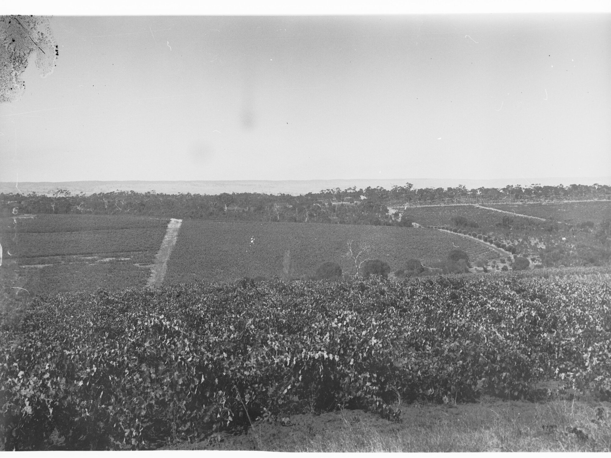 View of vineyards