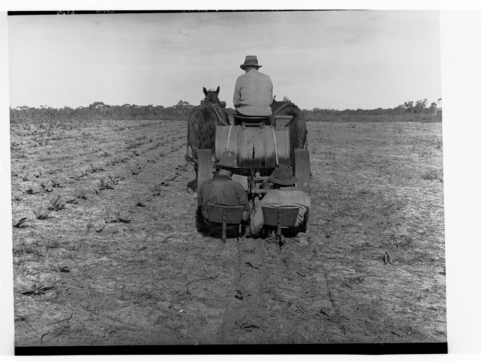 Men planting tobacco with horse drawn machine