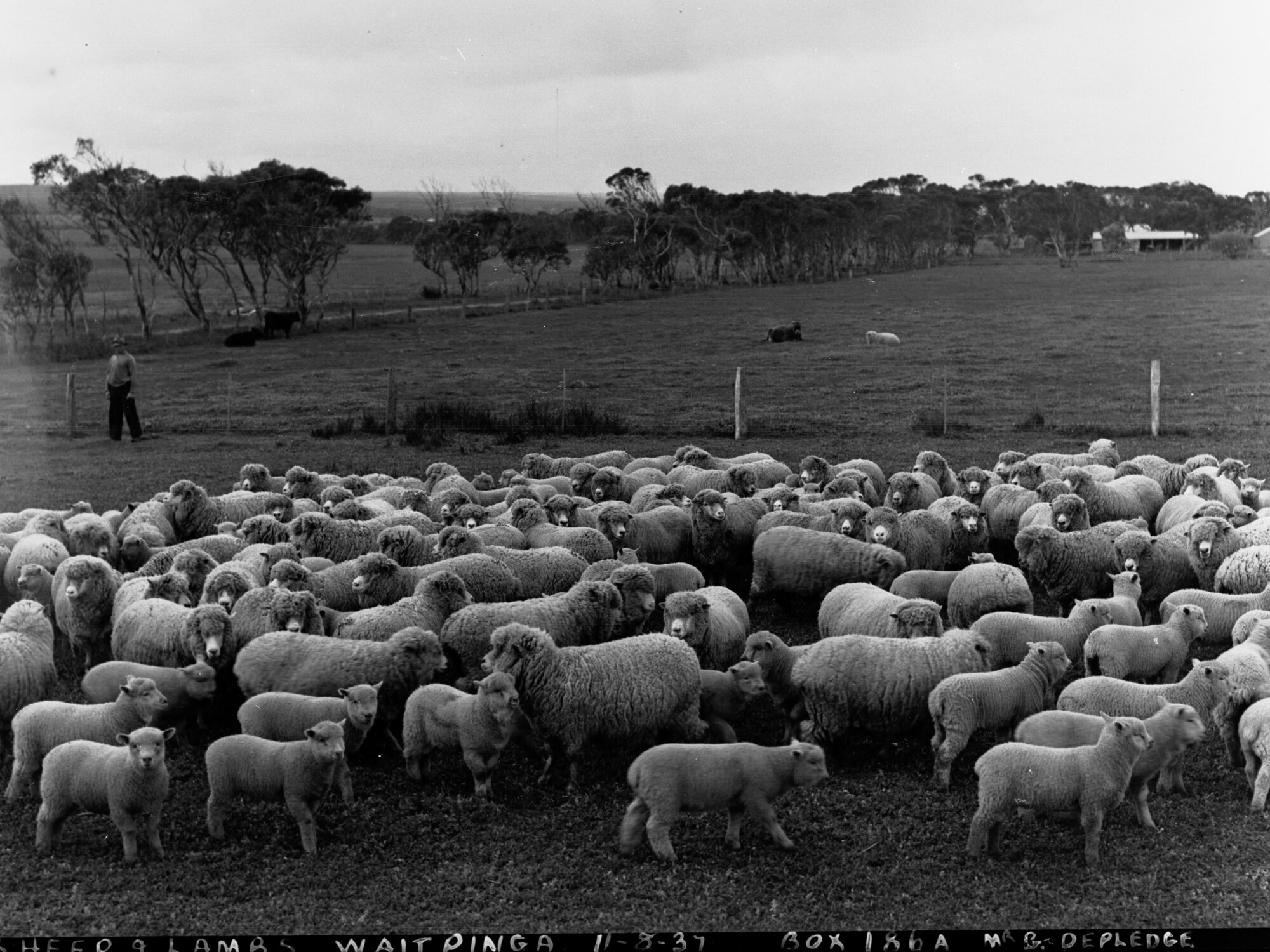 Sheep at Roseworthy Agricultural College