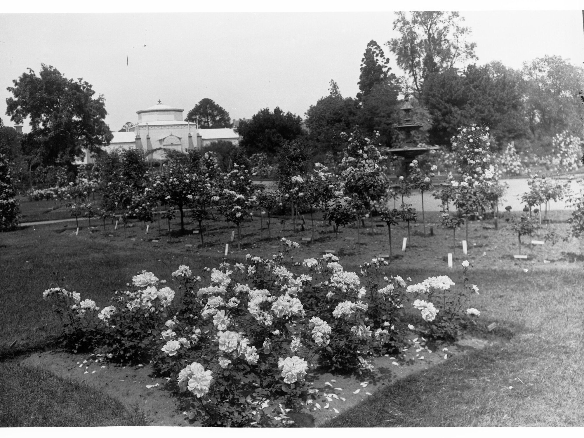 Botanic Gardens Showing Palm House and Rose Garden