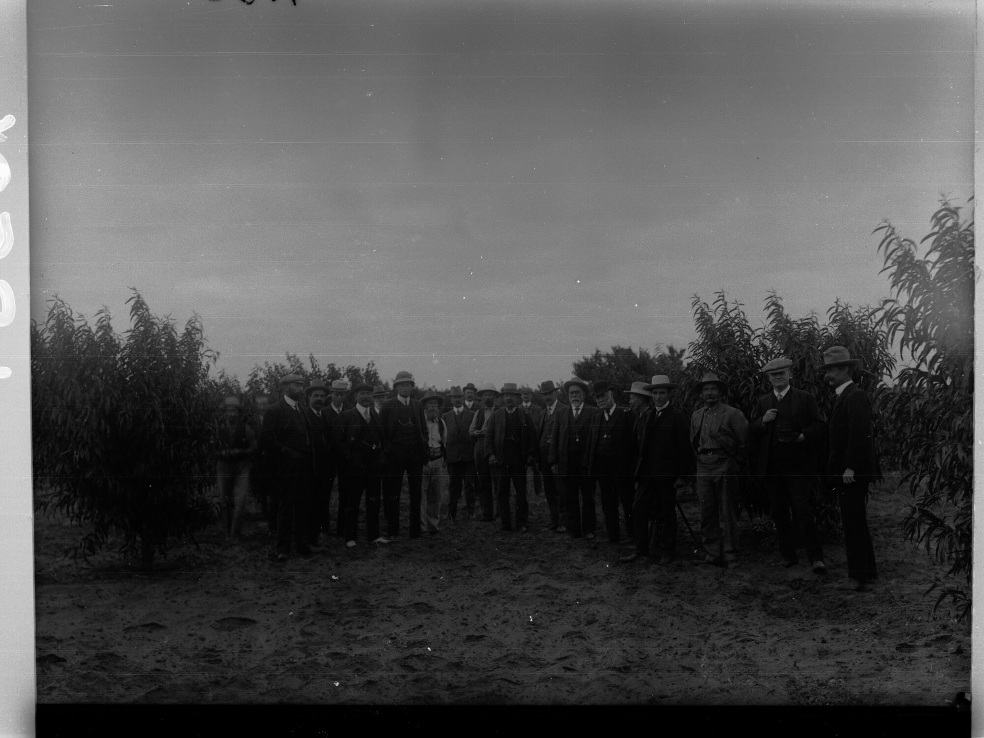 Group of men in Kingston orchard