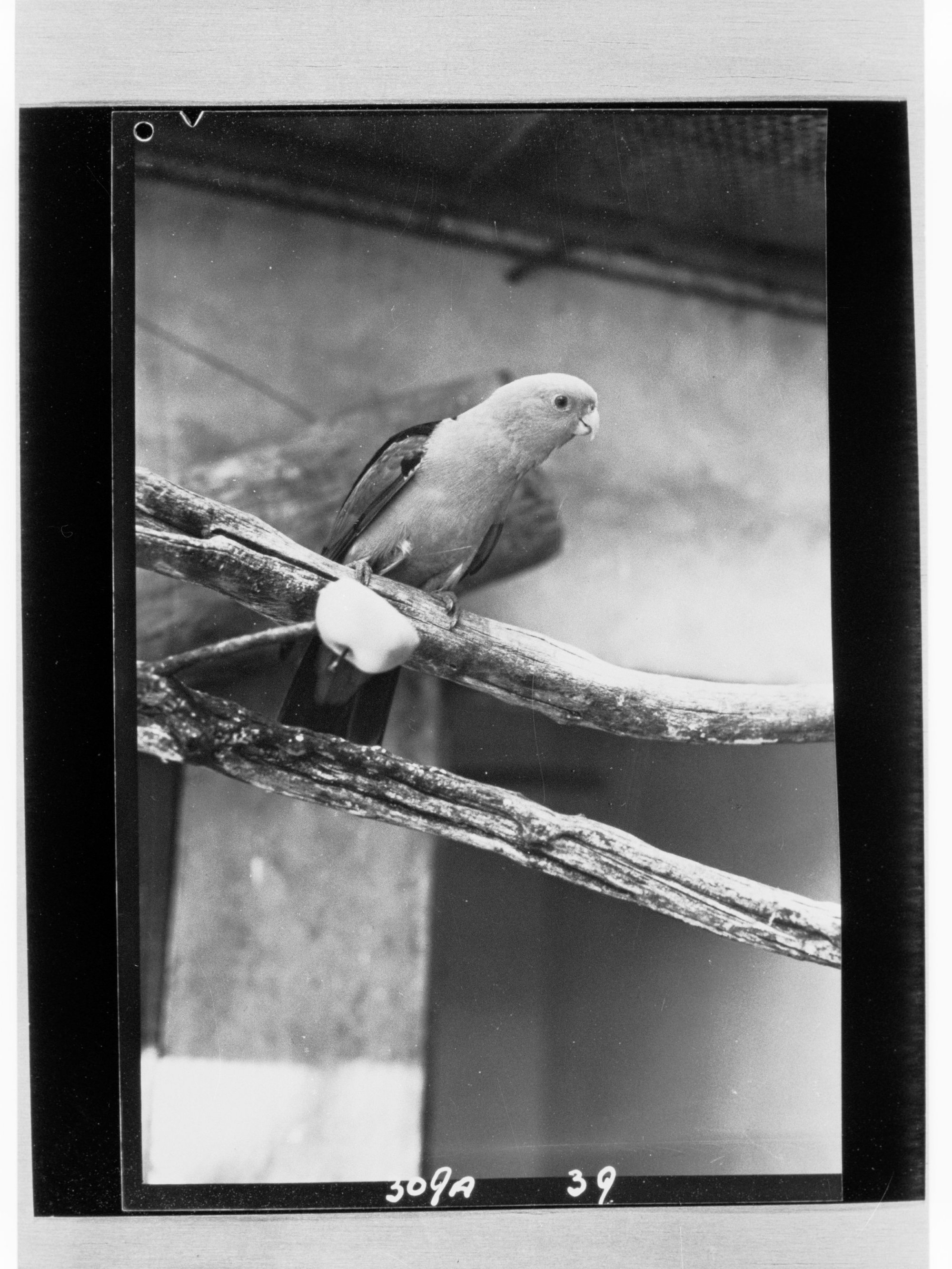 King parrot at Adelaide Zoo