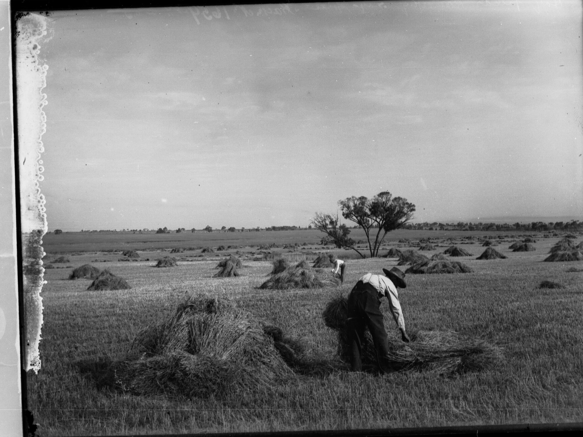 Man gathering hay at Roseworthy college