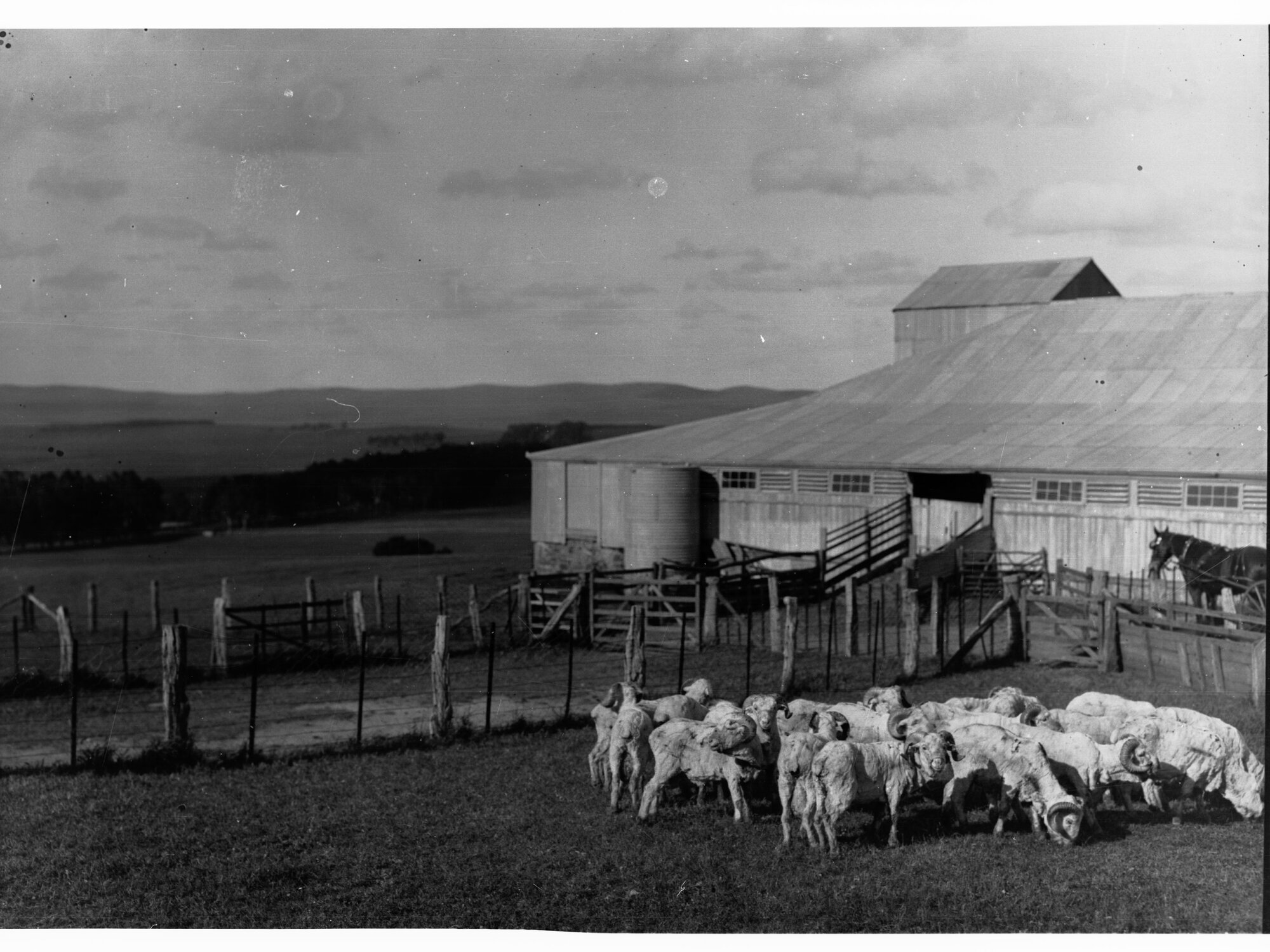 Rams Outside Shearing Shed