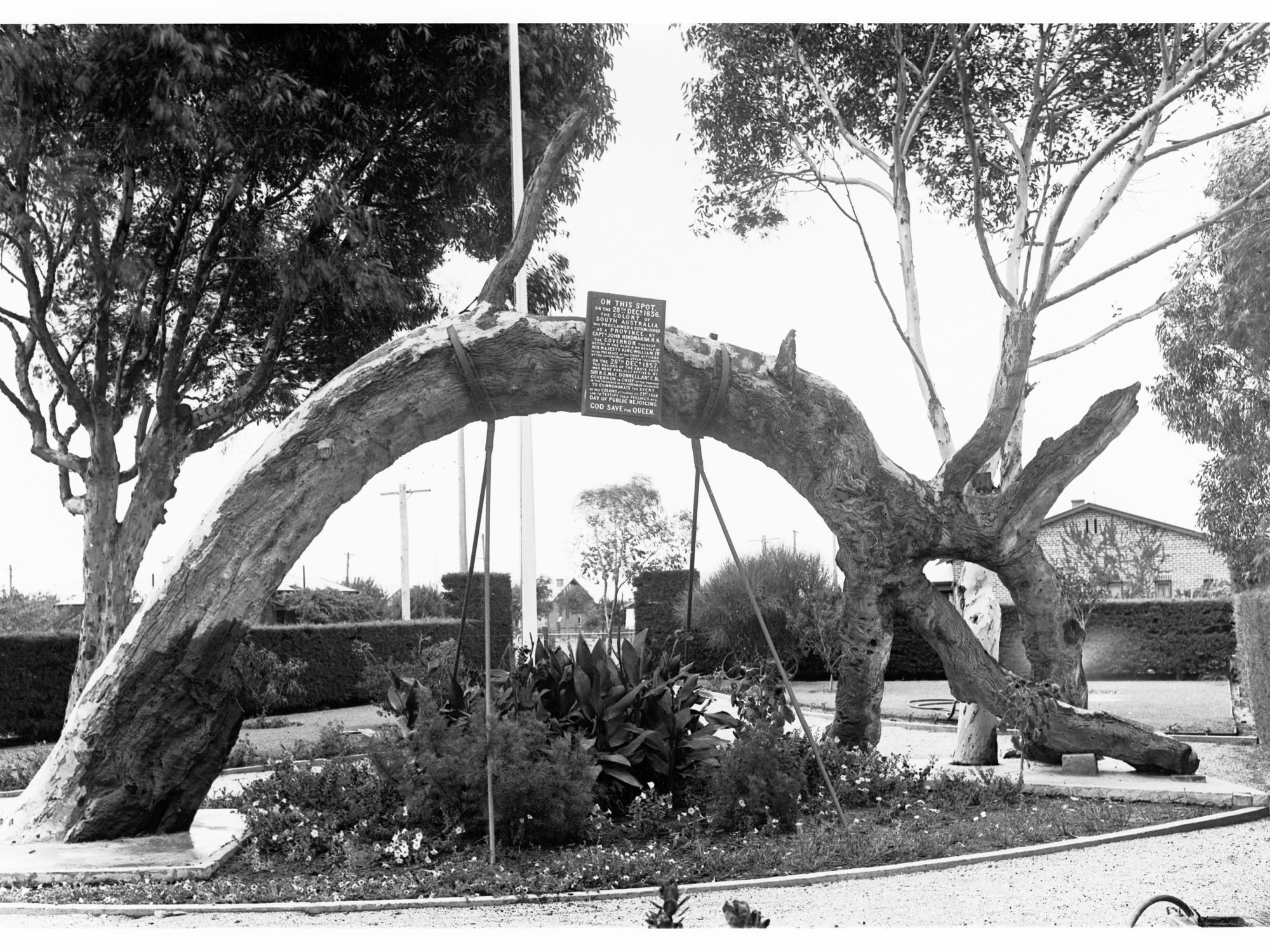 Old Gum Tree at Glenelg