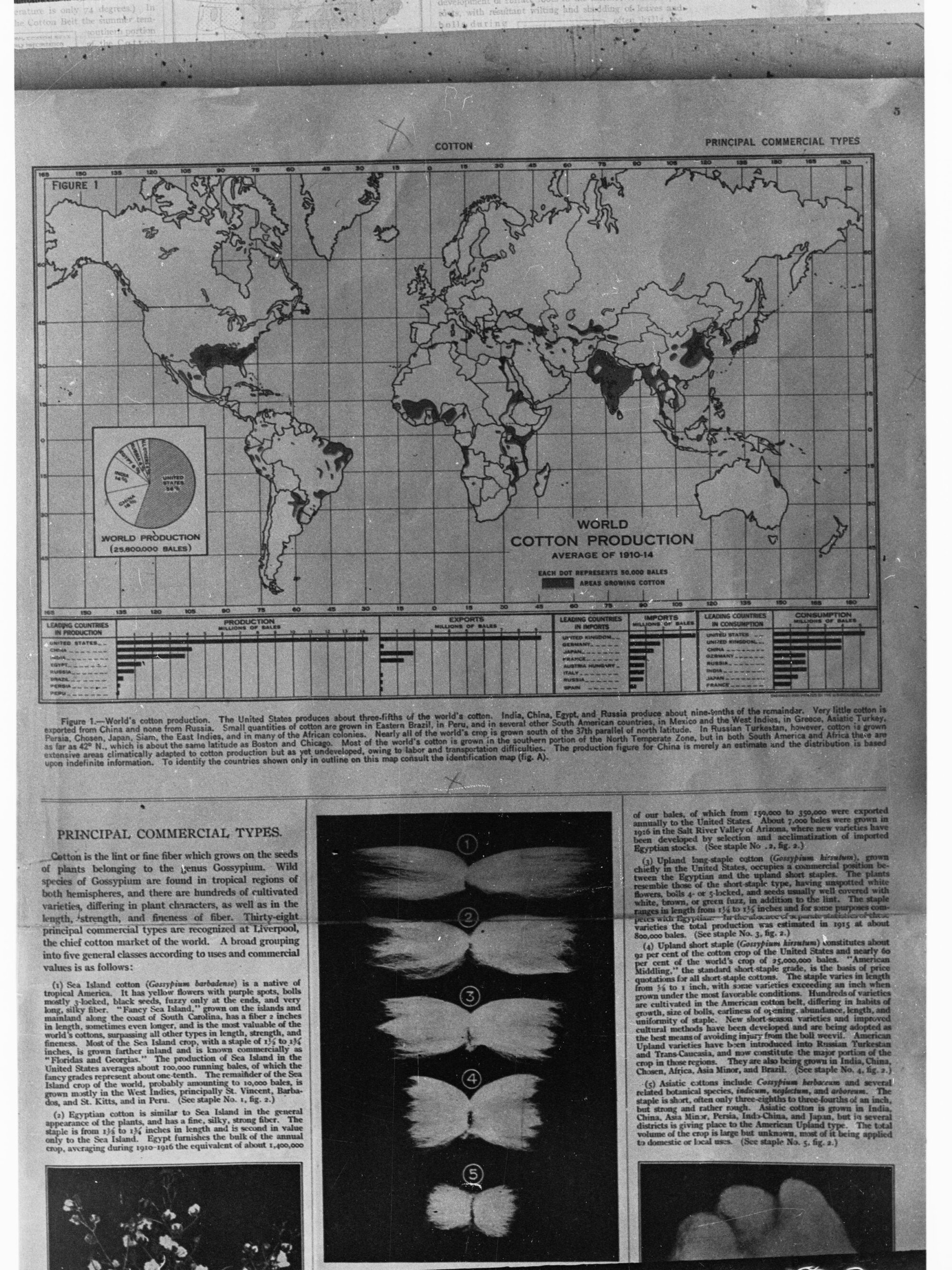 Map of the World showing Cotton Production