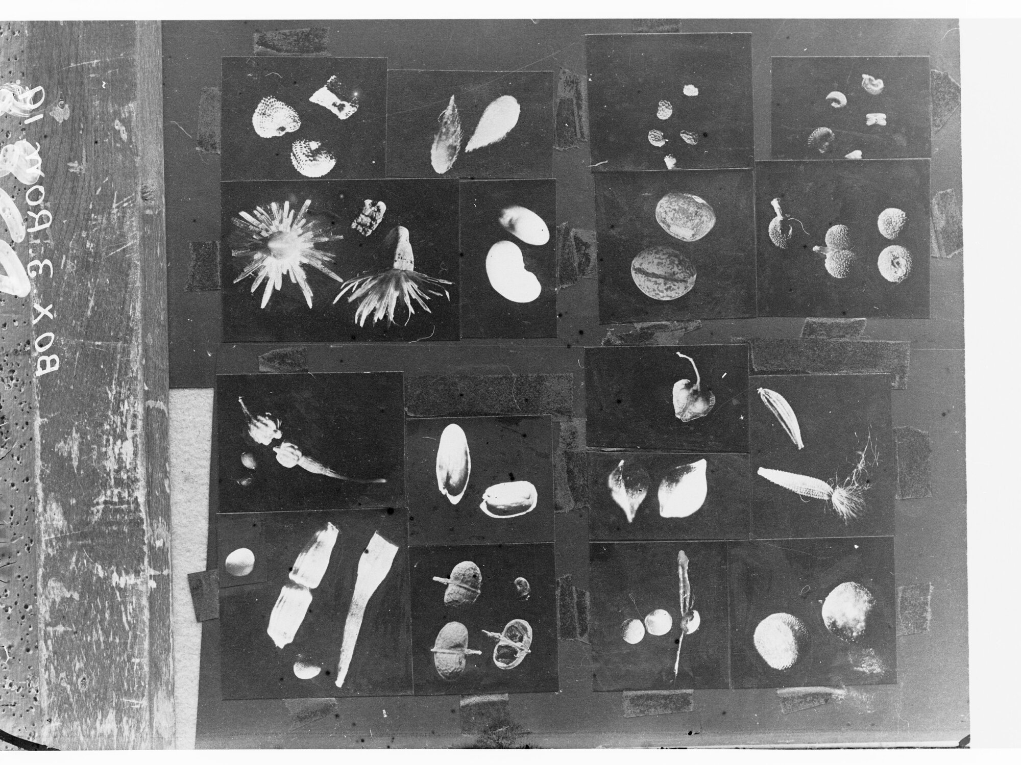 Seed Pod examples