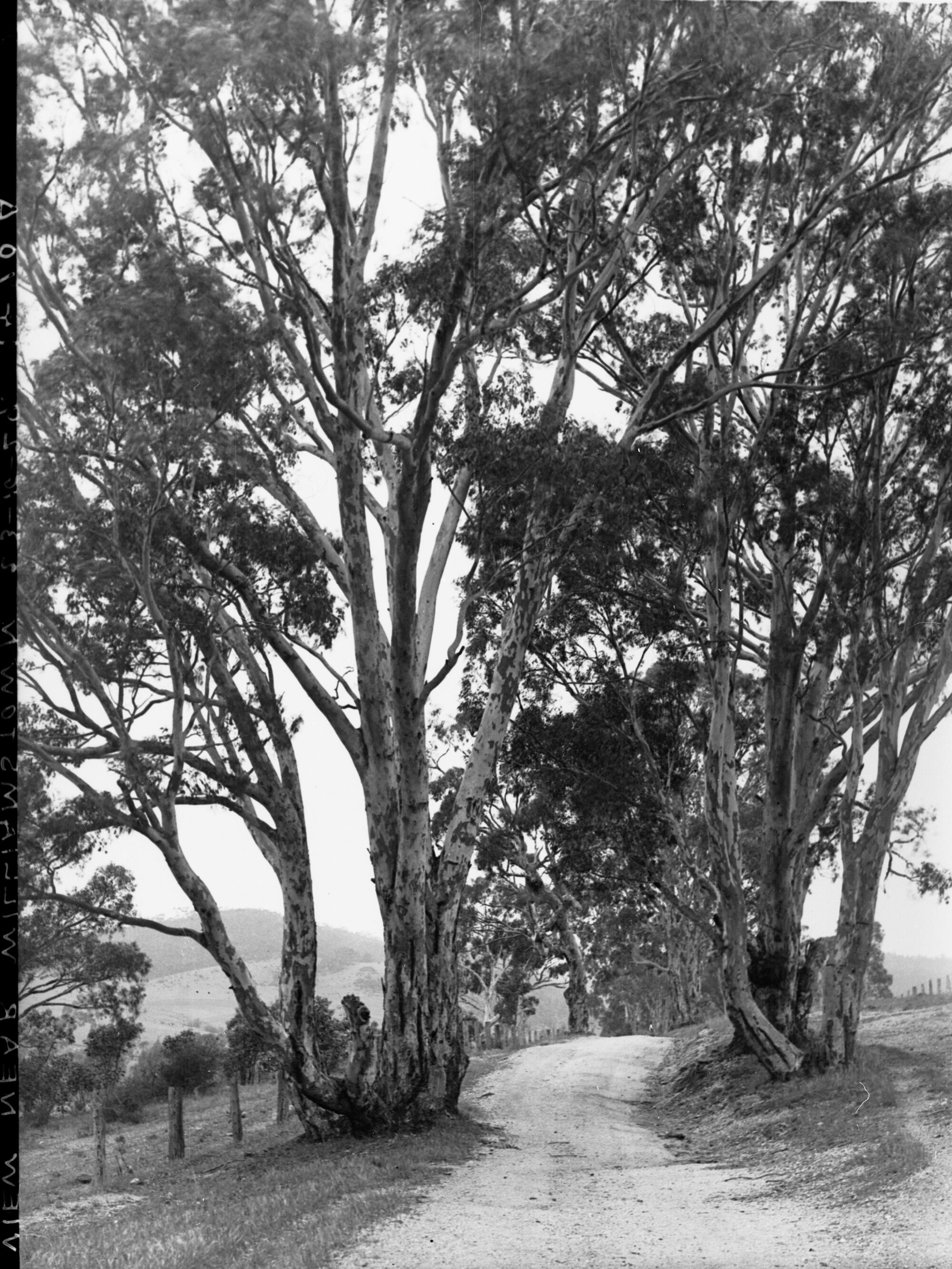 Dirt Road and Trees Near Williamstown