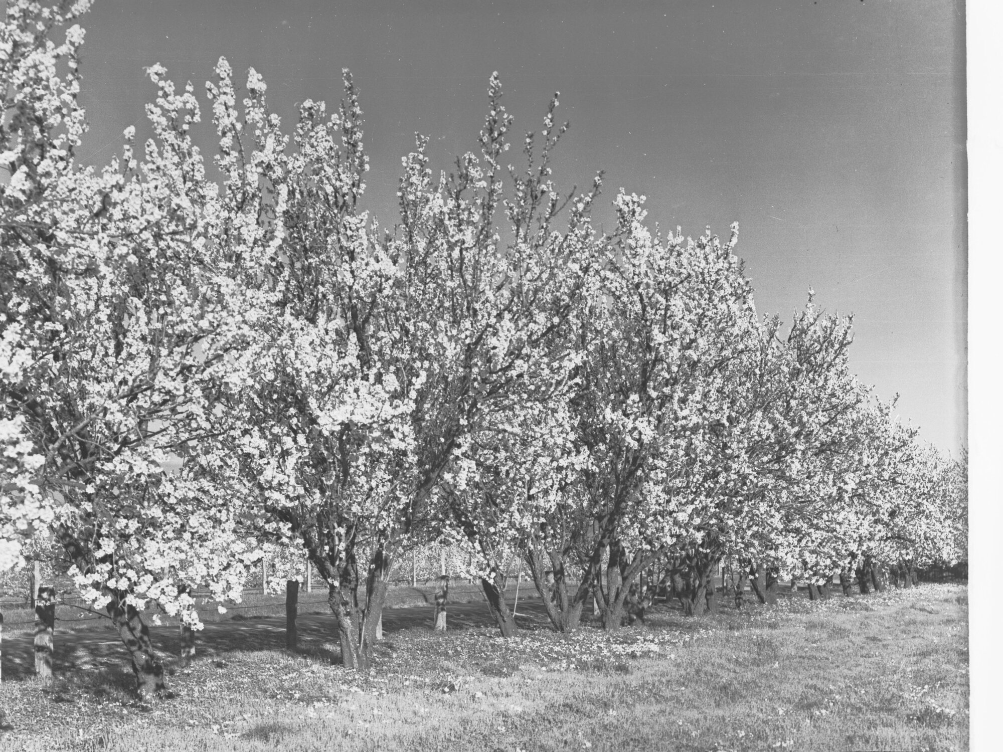 Almond Blossom Trees