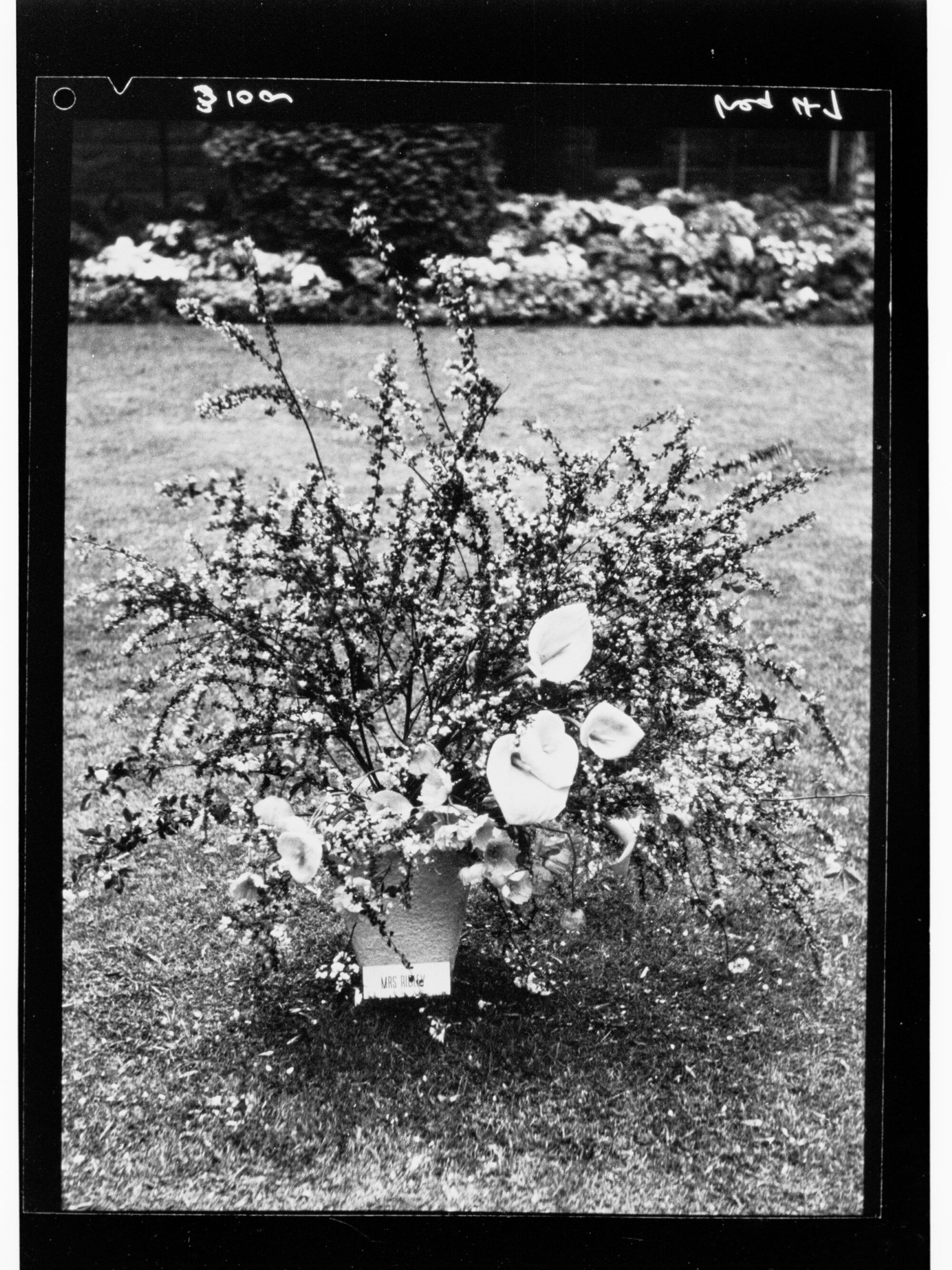National Flower Day Festival held in Adelaide on the 21st September 1949