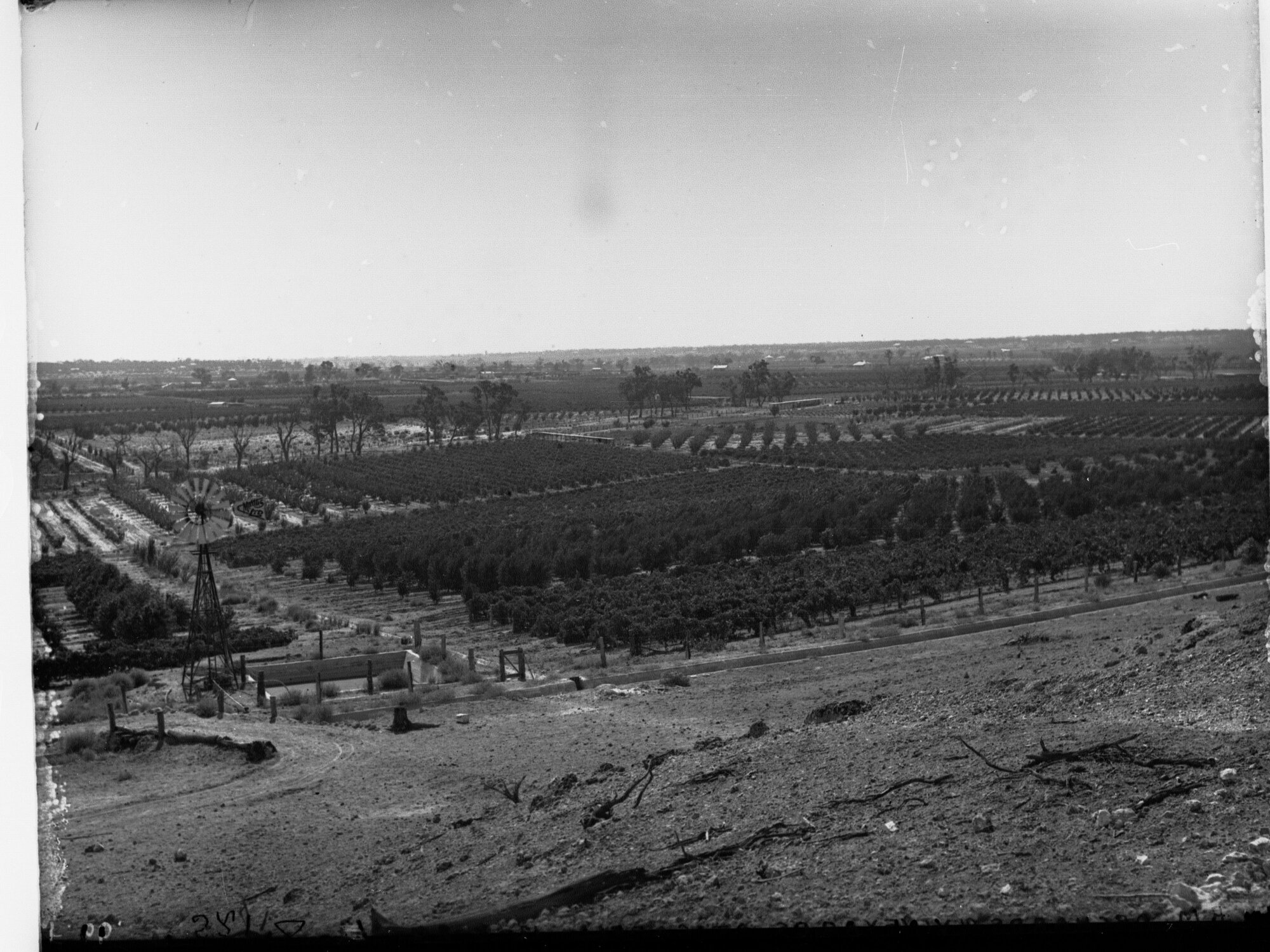 Orchards and Vineyards at Cadell