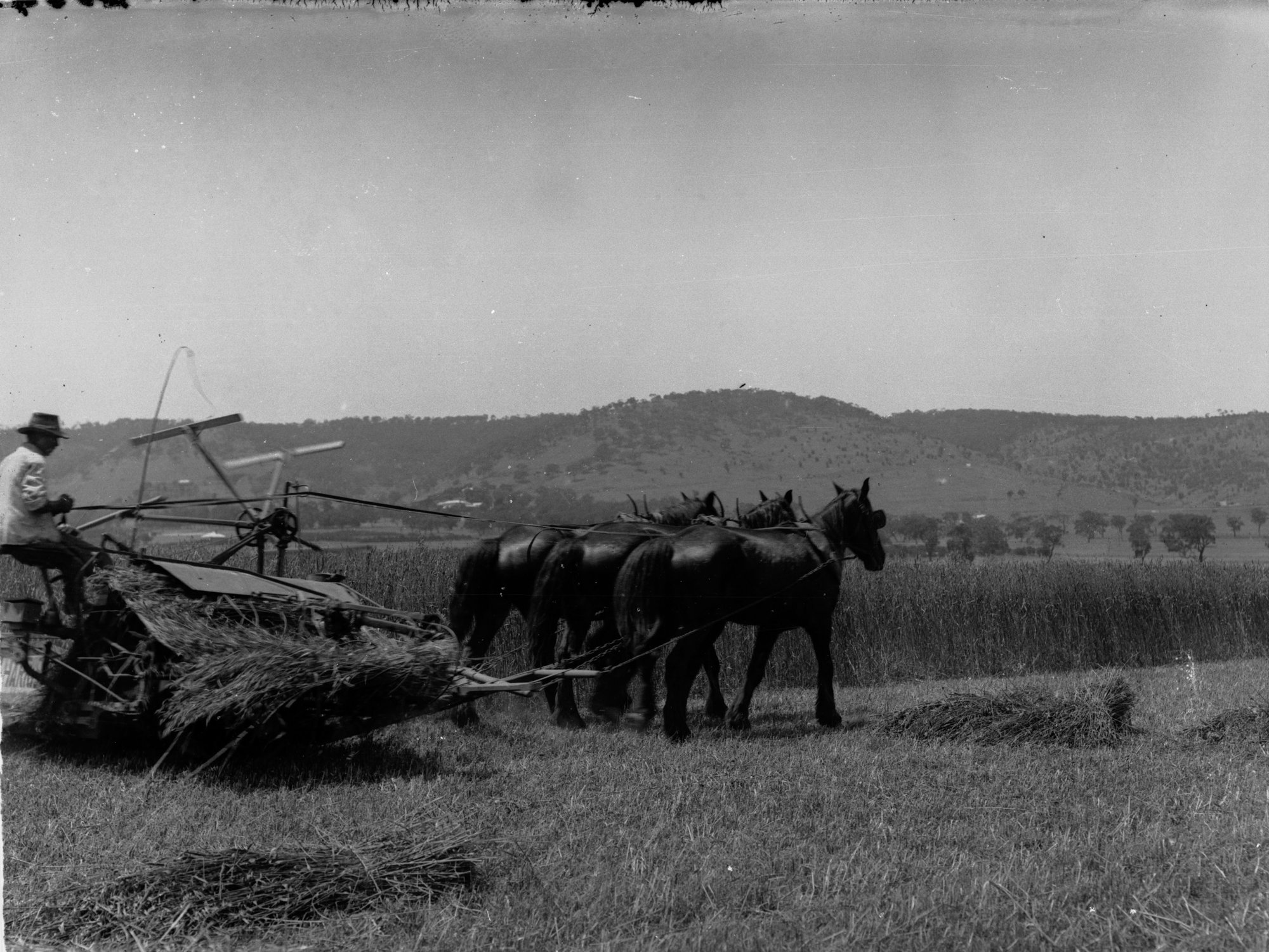 Haymaking at Mitcham, showing a team of three horses pulling a machine