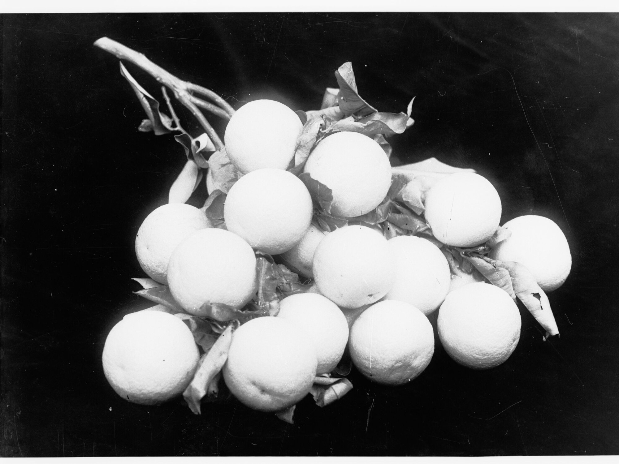 Cluster of Oranges grown at Waikerie