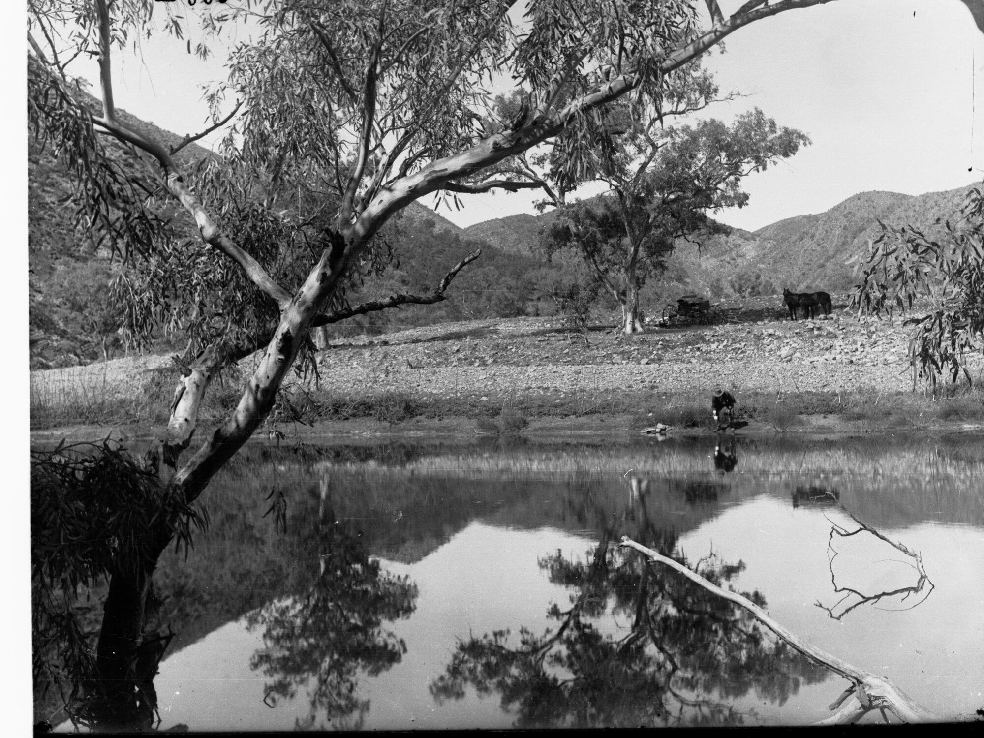 Aroona Water Flinders Ranges Showing Cart and Horses and a River With a Man Bending to Drink