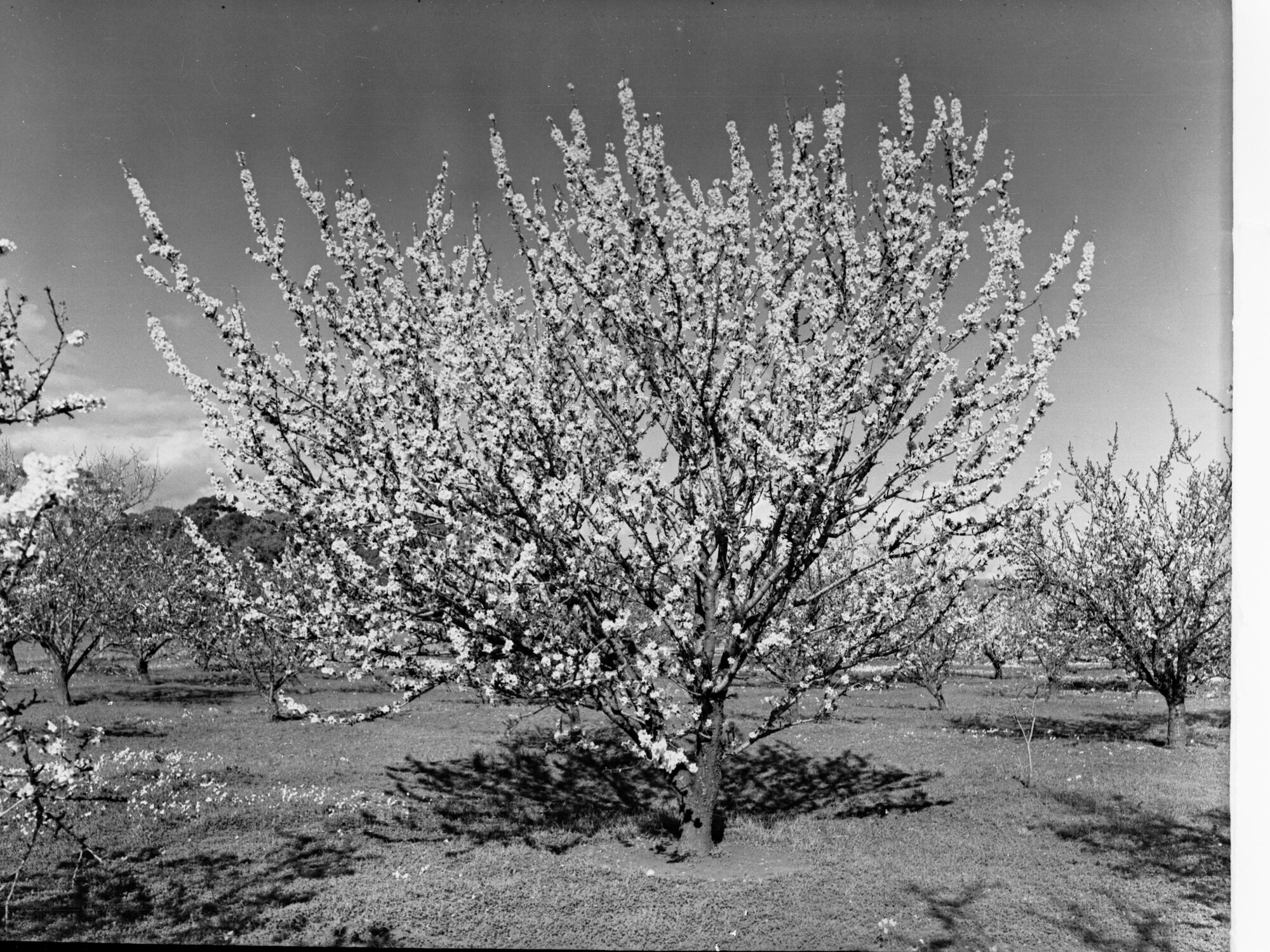 Almond Blossom Trees