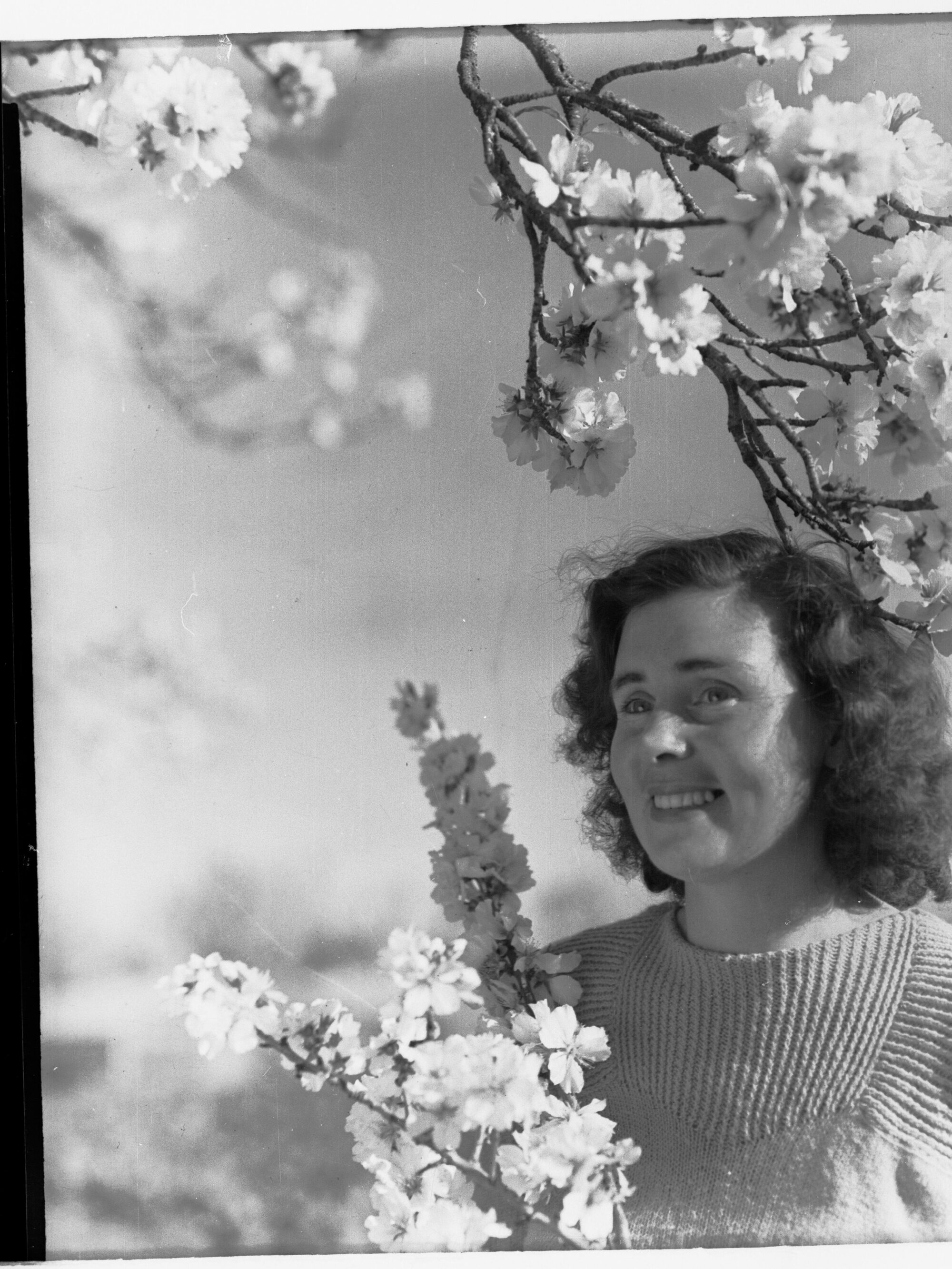 Almond Blossom Trees - Lady Holding Almond Blossom Branch