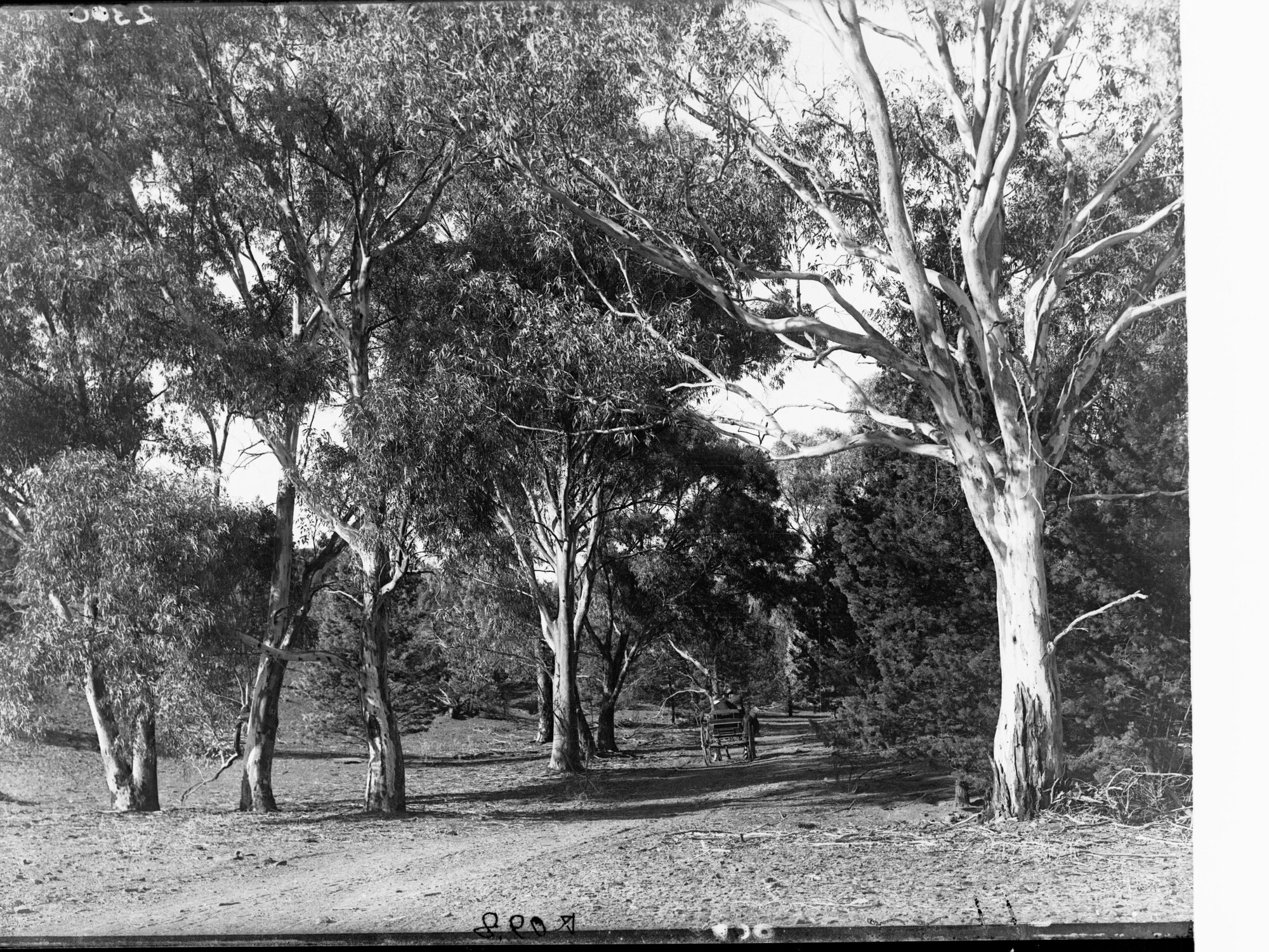 Track near Owienagin Creek, Flinders Ranges, carriage on track