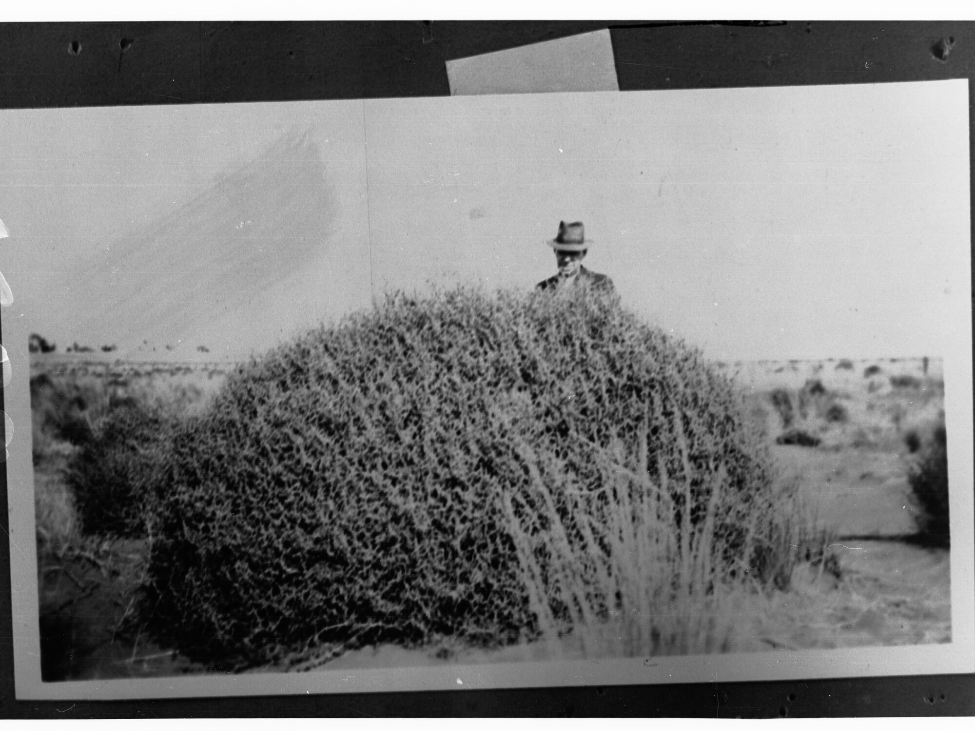 Man Standing Behind Large Bush in Desert