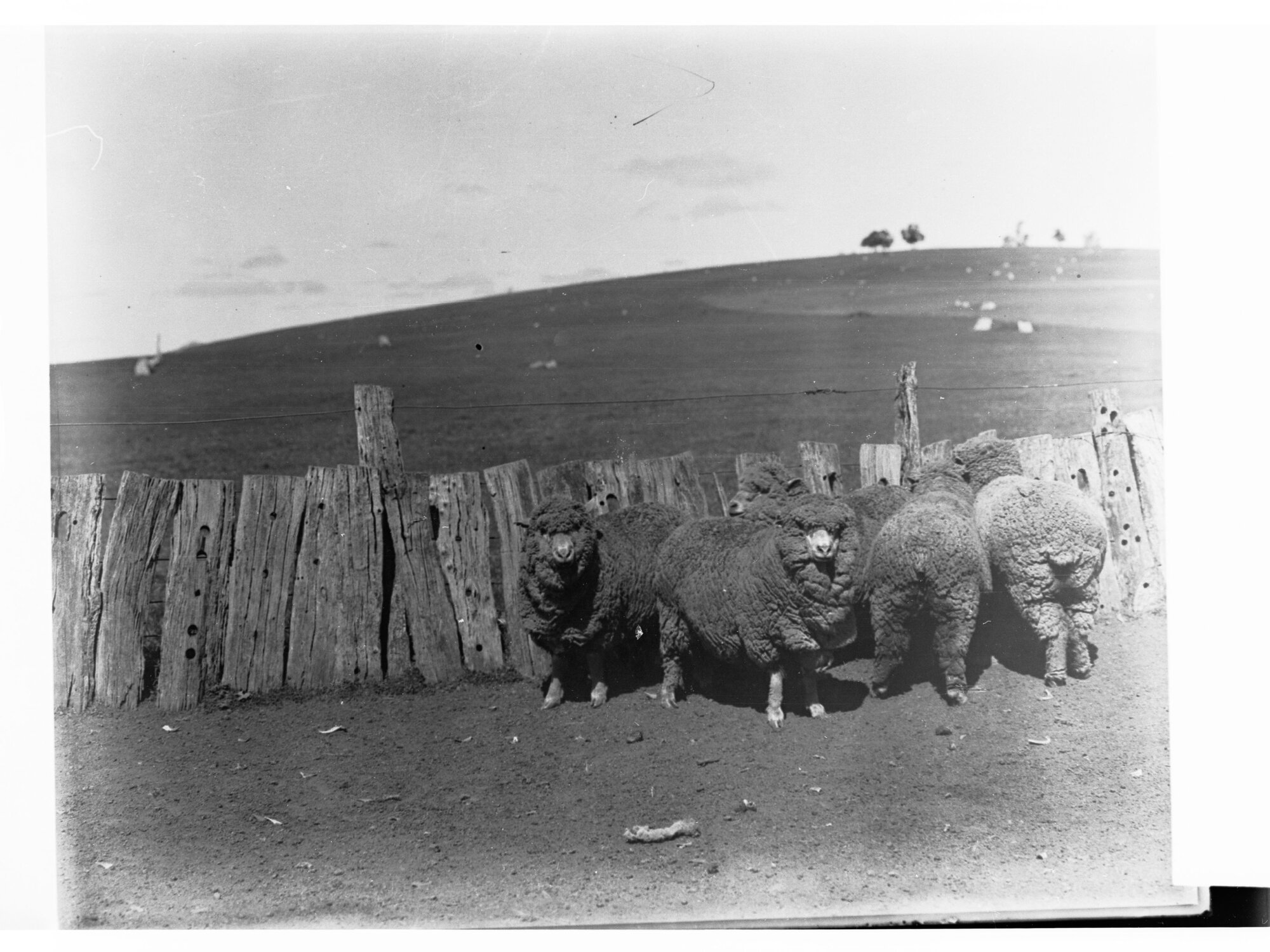 Sheep at Hill River Station
