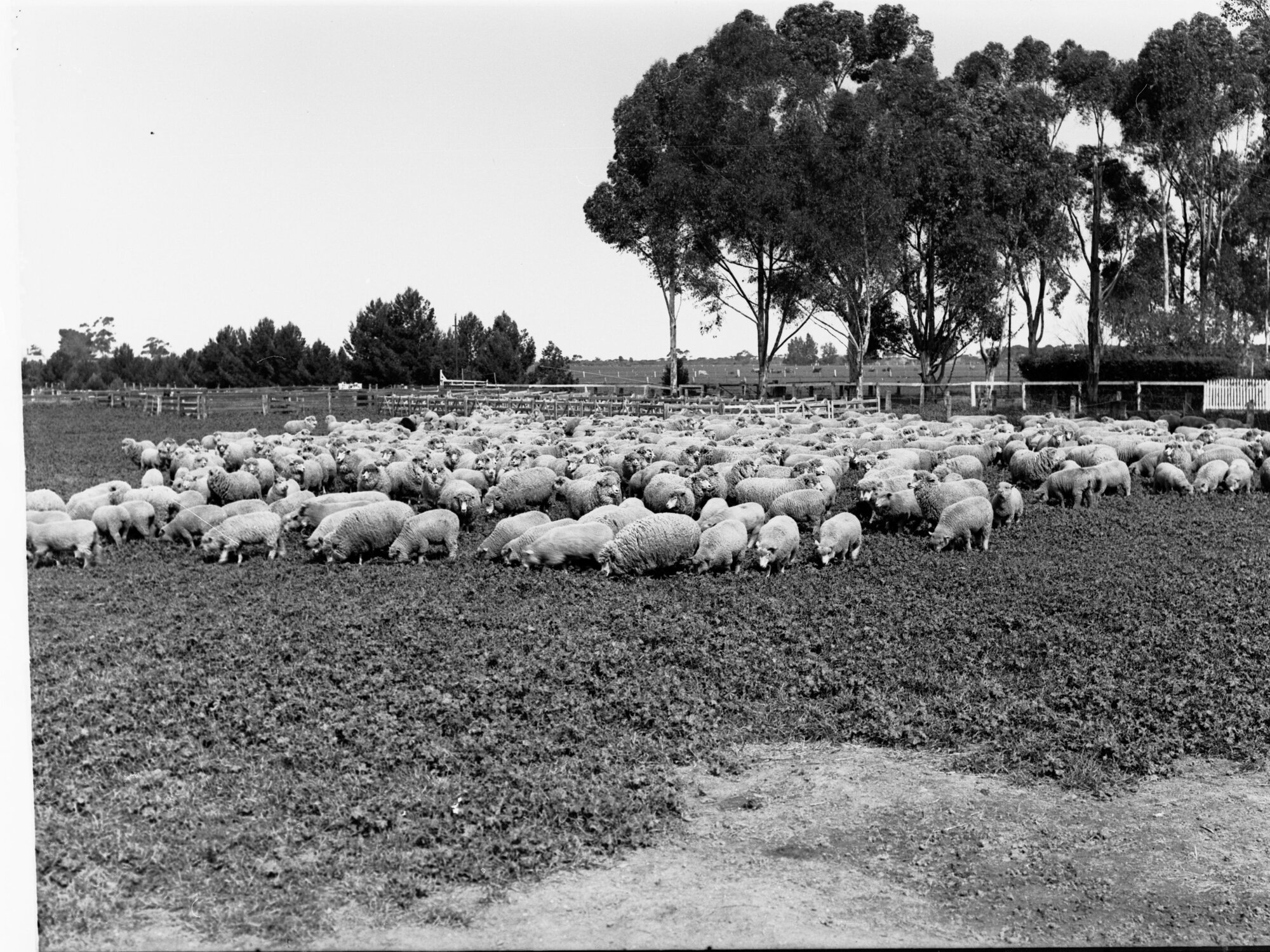 Sheep Station at Roseworthy