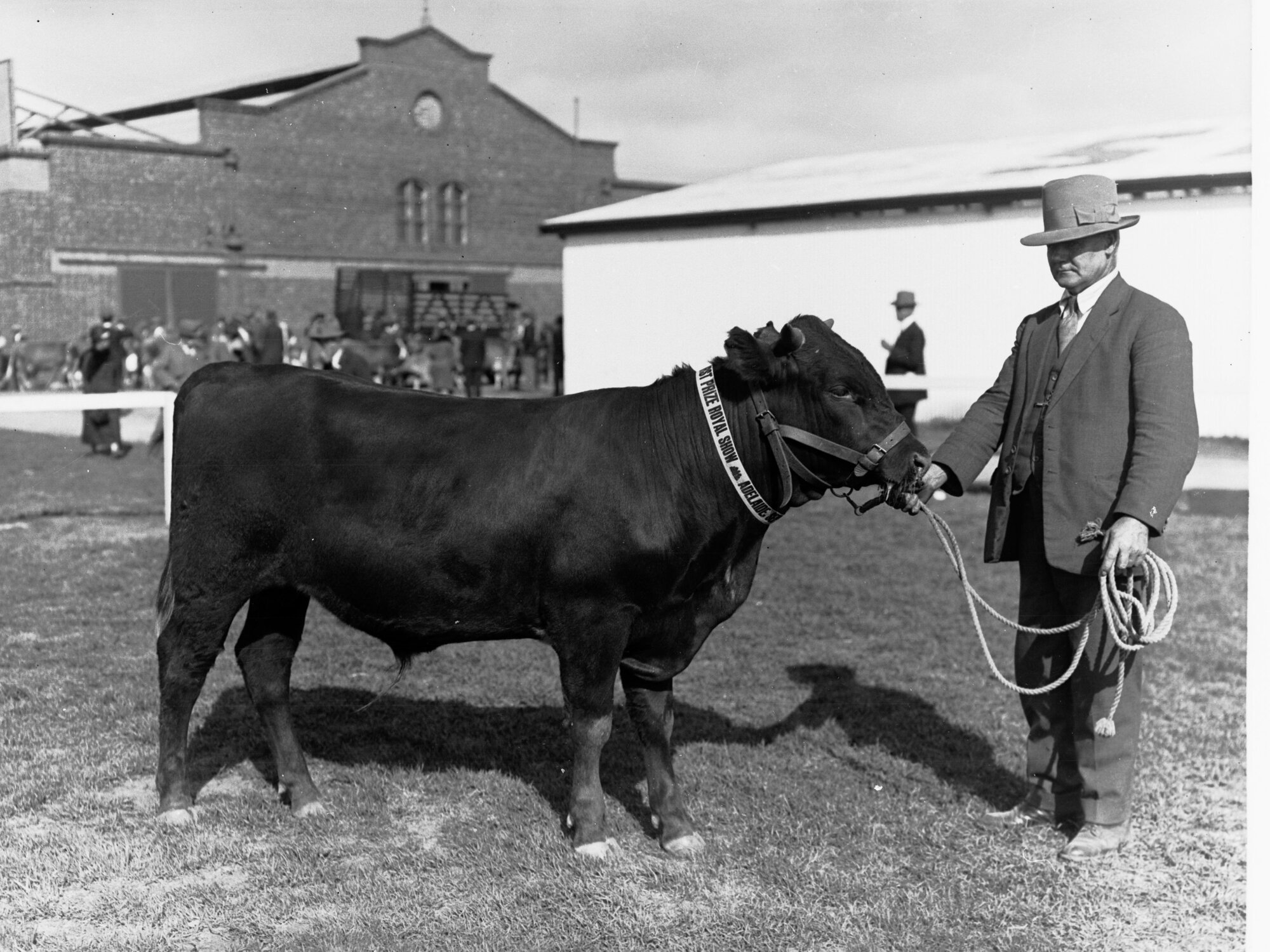 Man Showing a Bull - Royal Adelaide Show