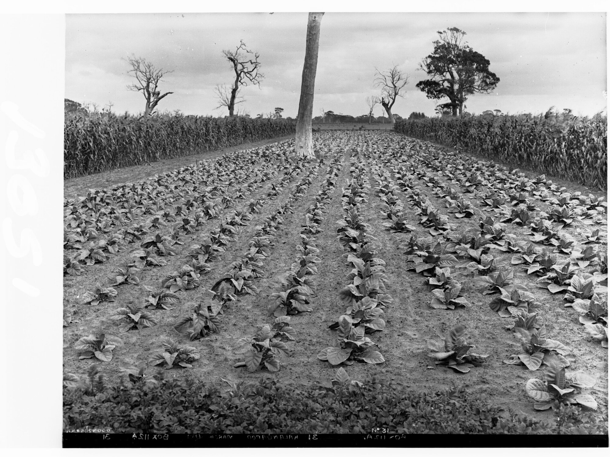 Tobacco Plantation