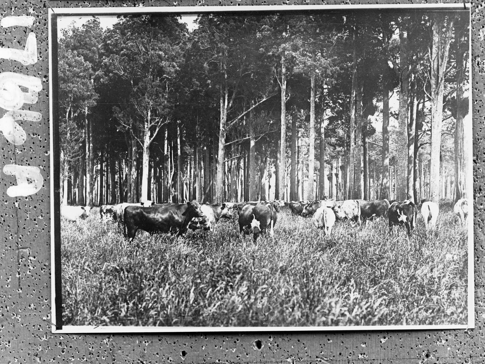 Cows in a forest