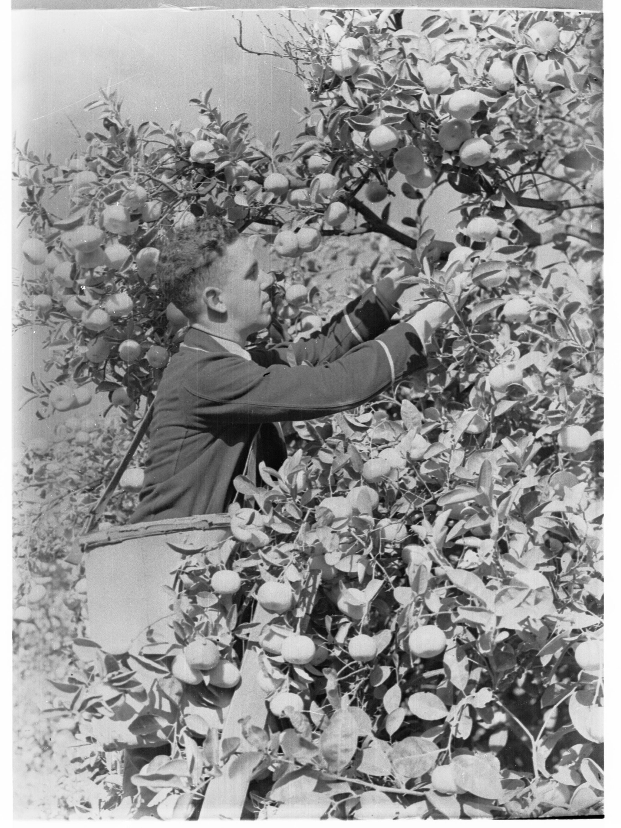 Orange Picker 