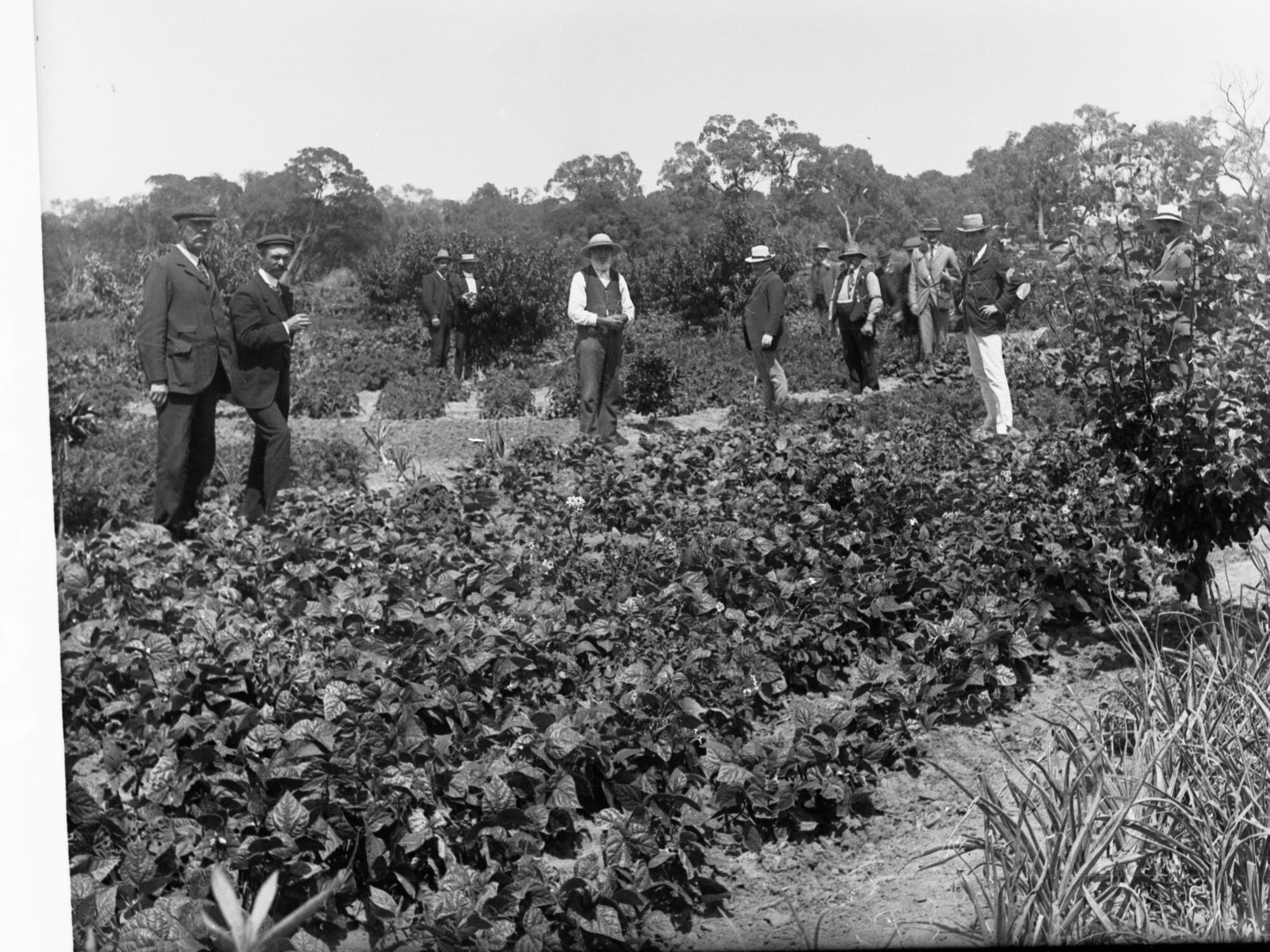 Ten men in a vegetable garden