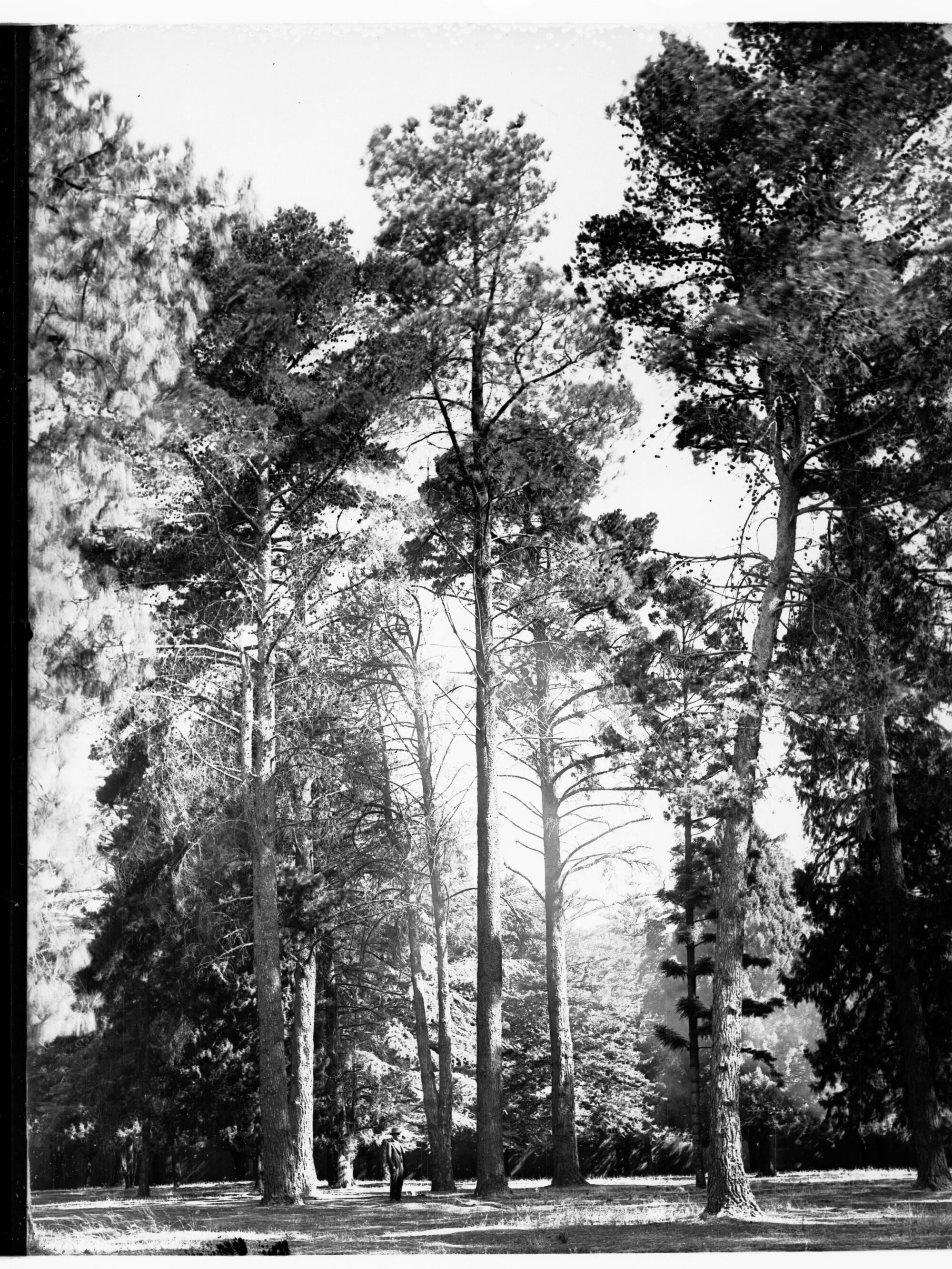 Botanic Gardens