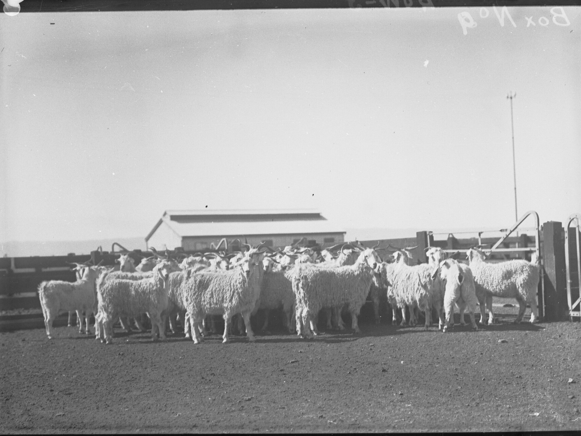 Goats, Port Adelaide Produce Department