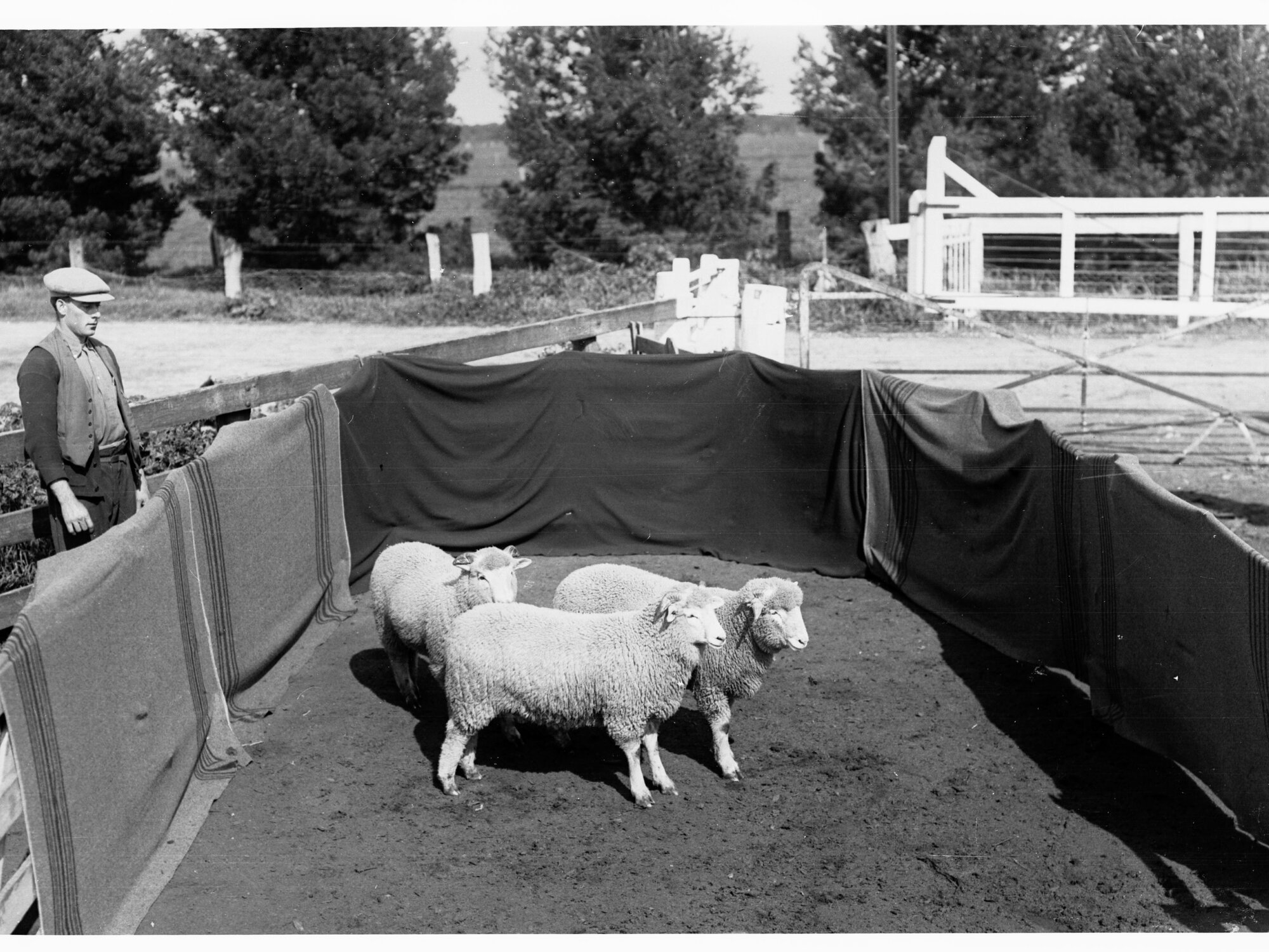 Sheep in pen at Roseworthy