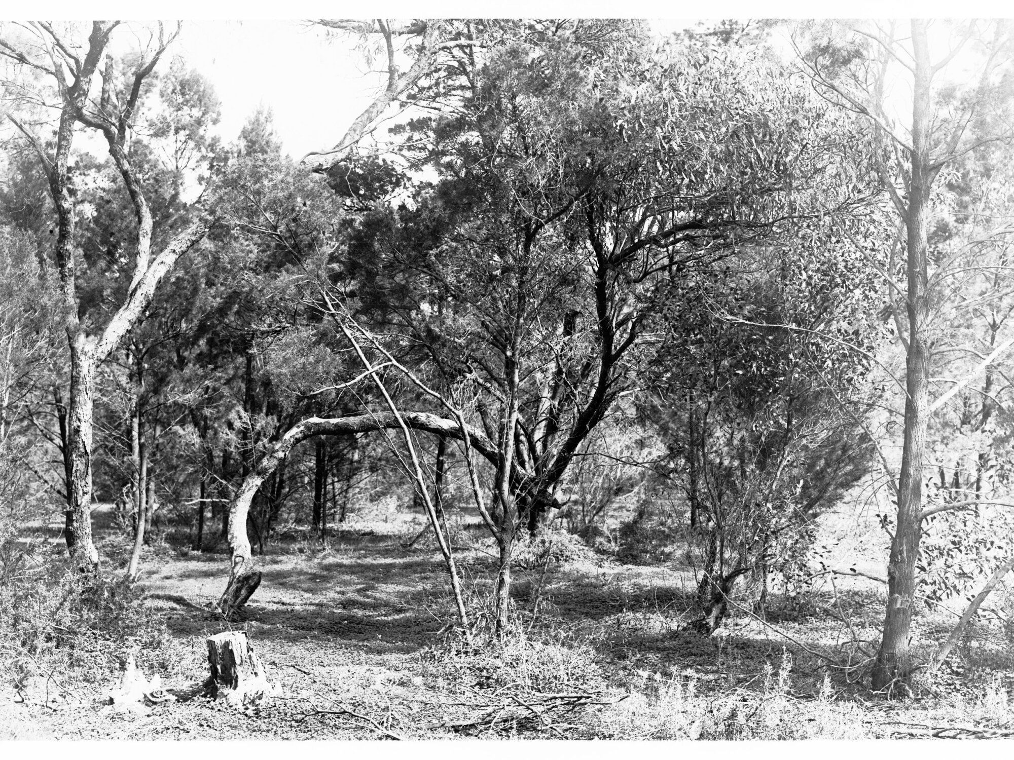 Bushland View