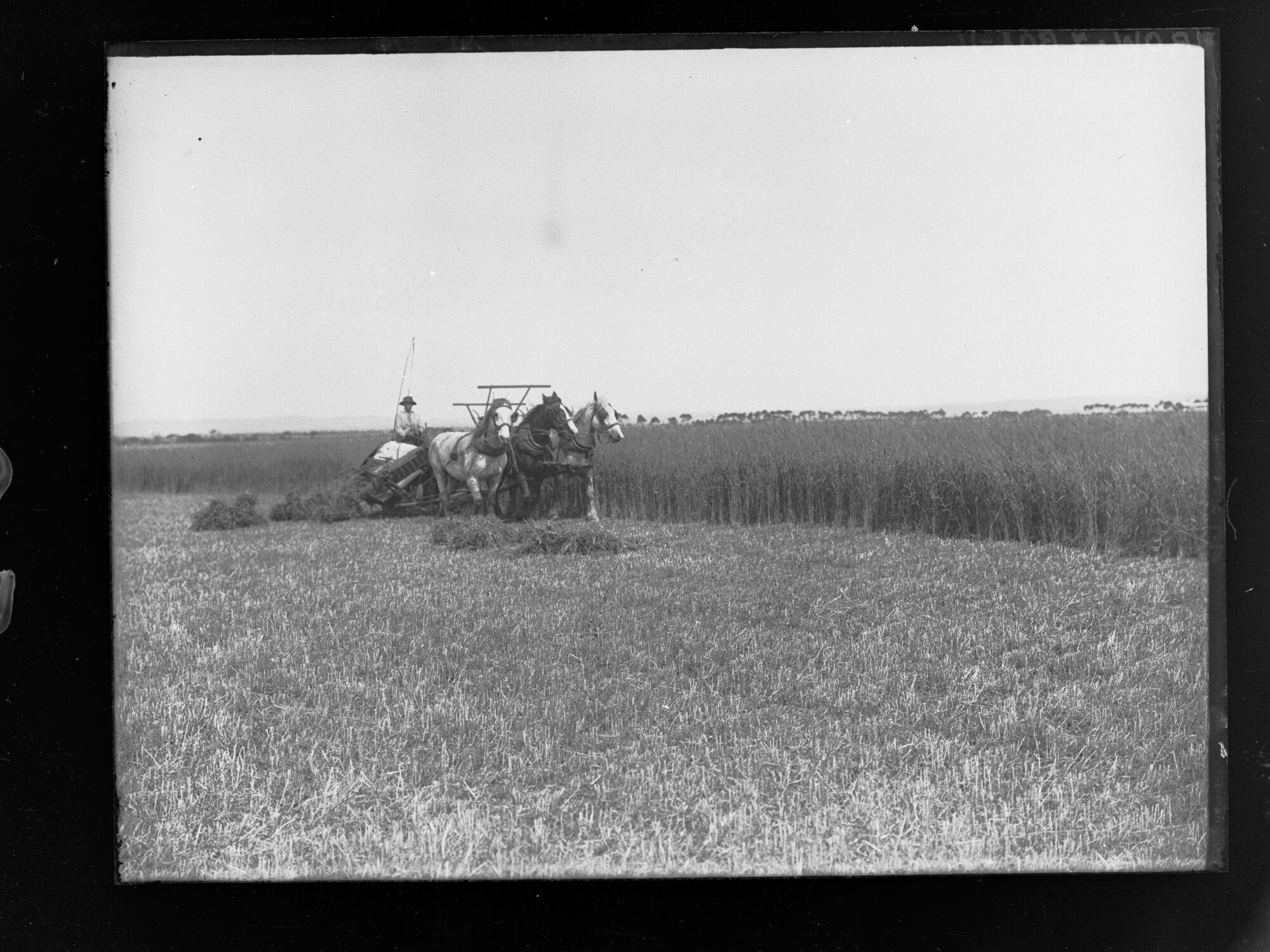 Harvesters at work in wheat fields at Roseworthy Agricultural College