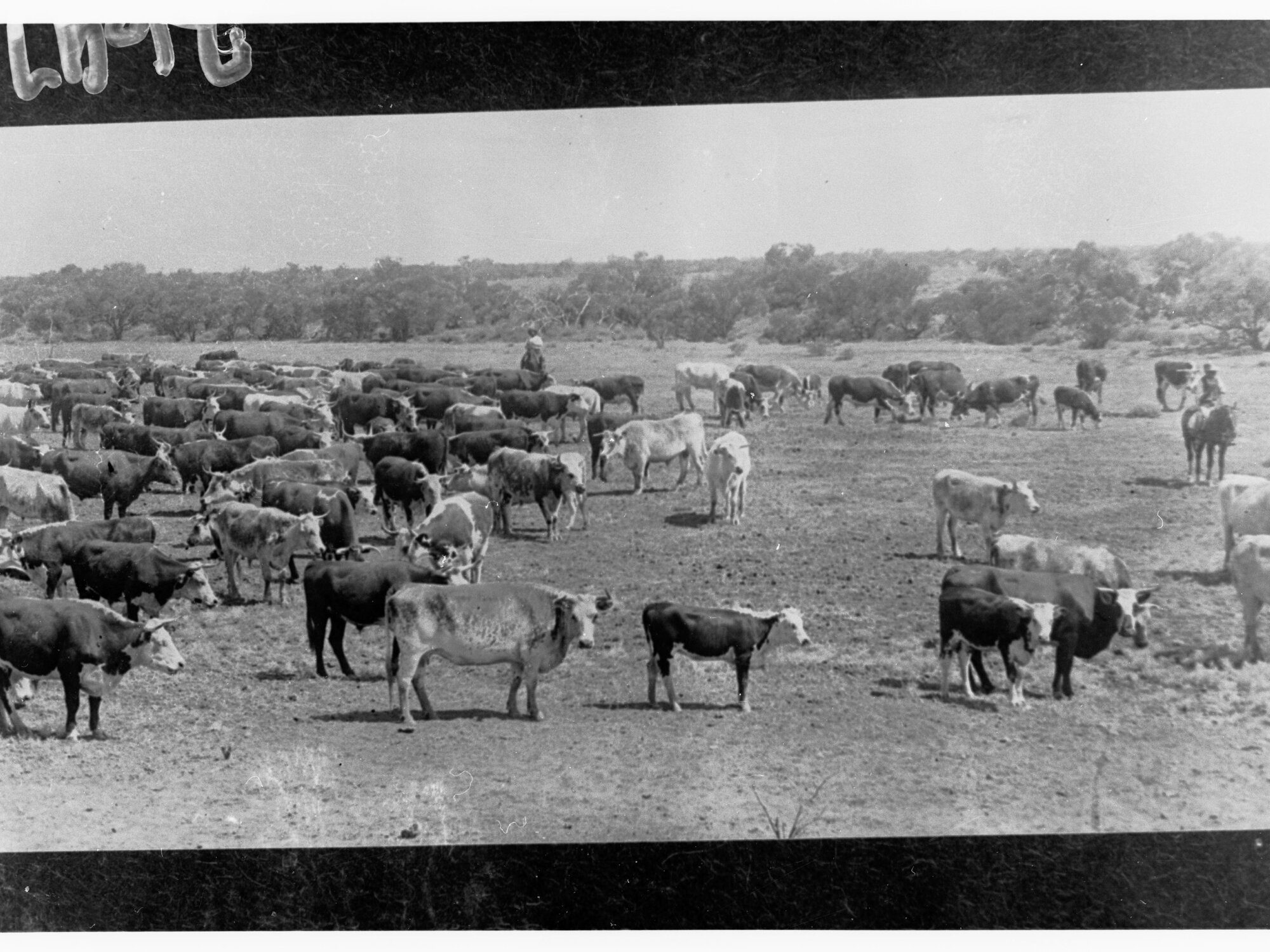 Cattle Camp, North Neals - Northern Territory