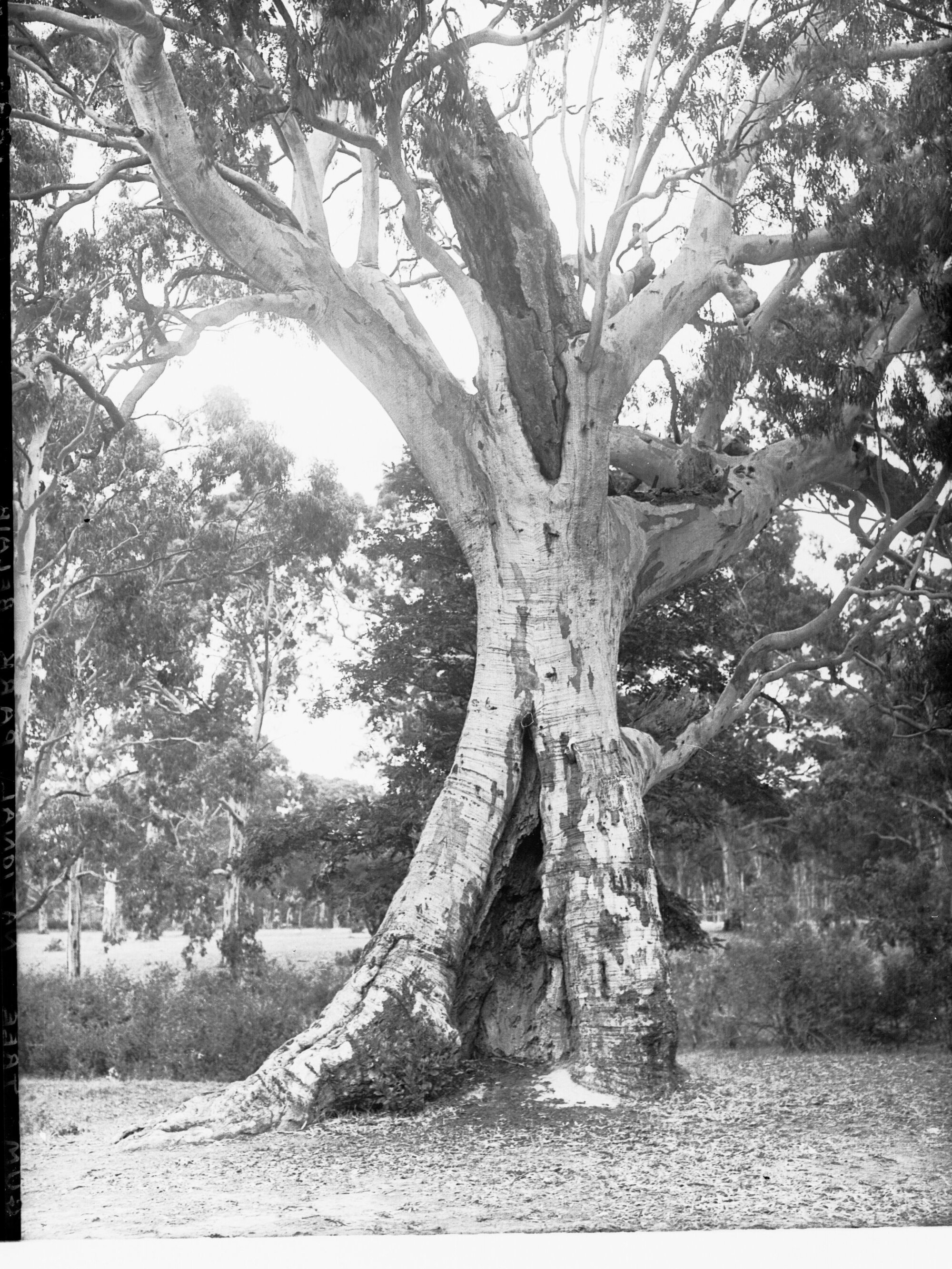 National Park Belair