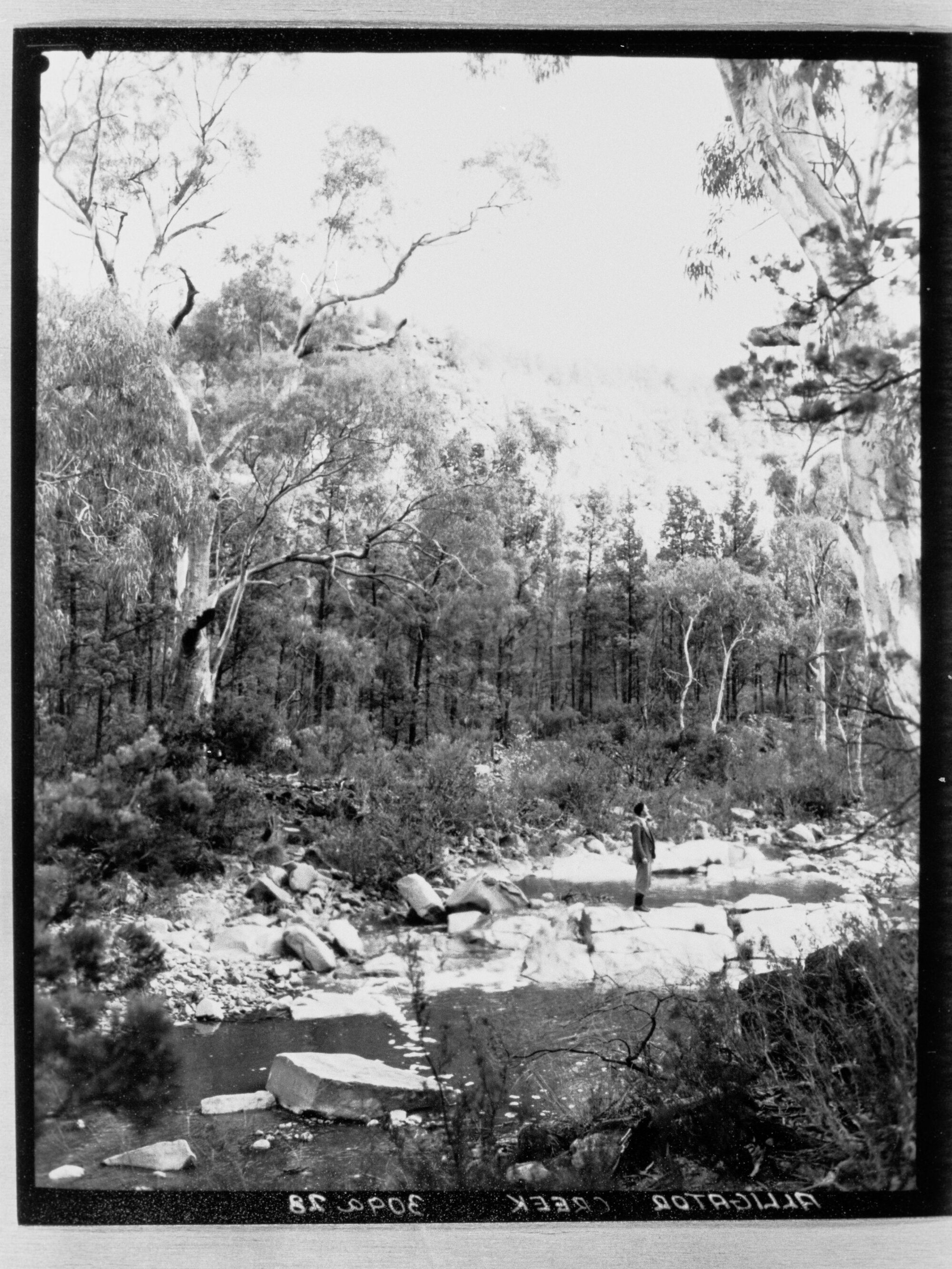 Alligator Creek
