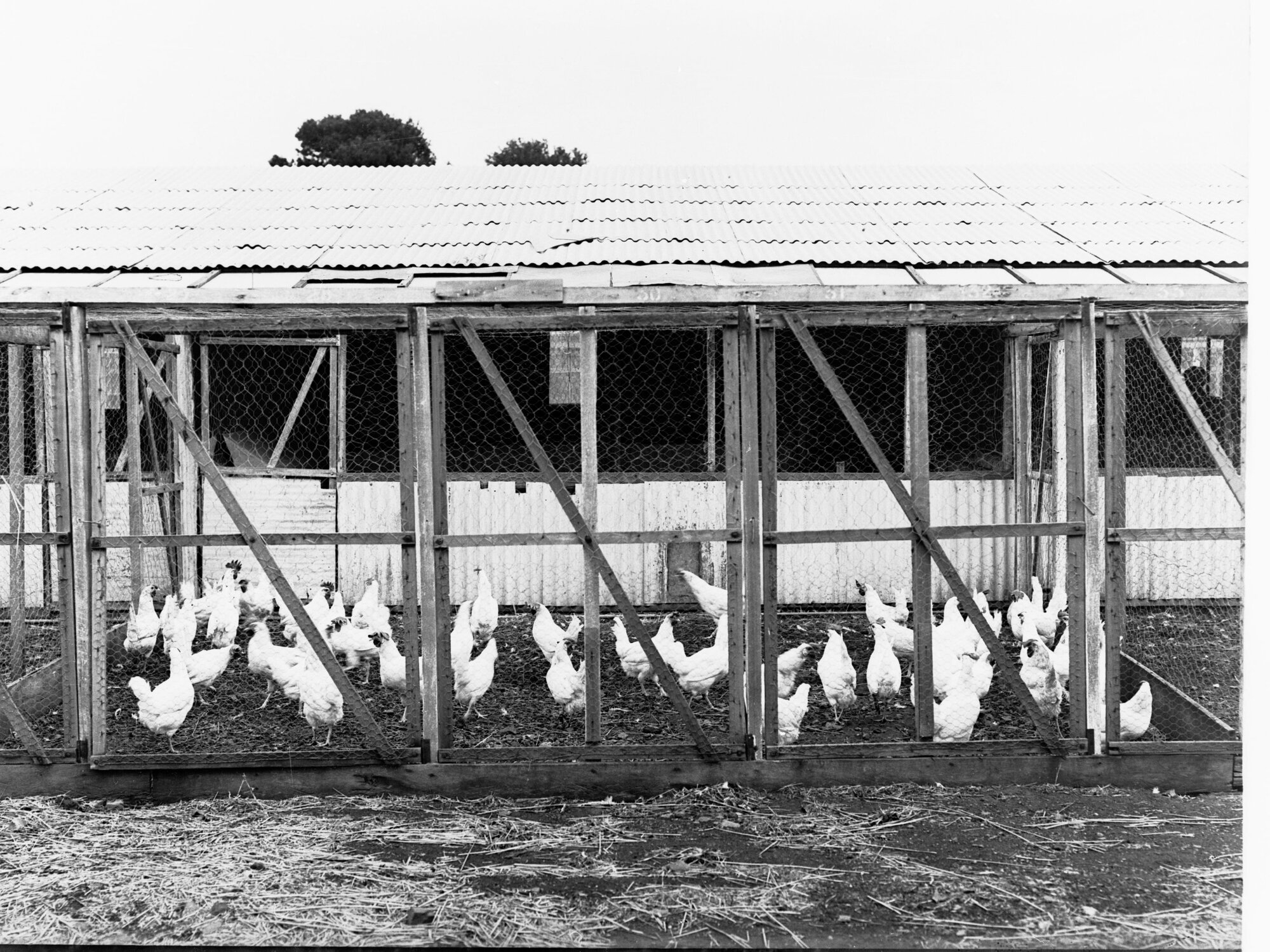 Parafield Poultry Farm